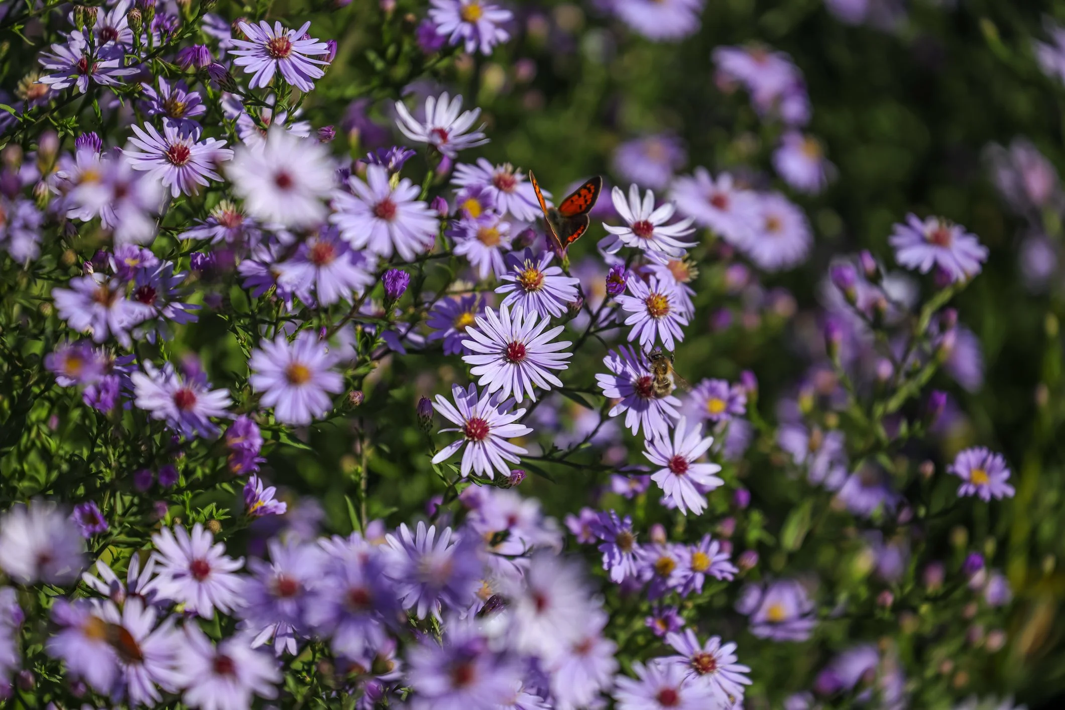 Symphyotrichum 'Little Carlow' 