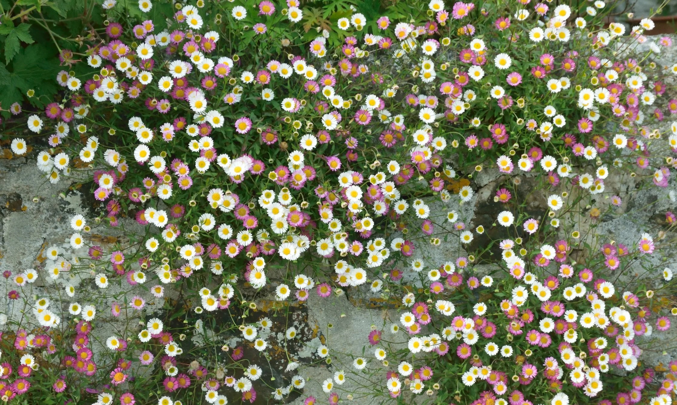 Erigeron karvinskianus 'Profusion'