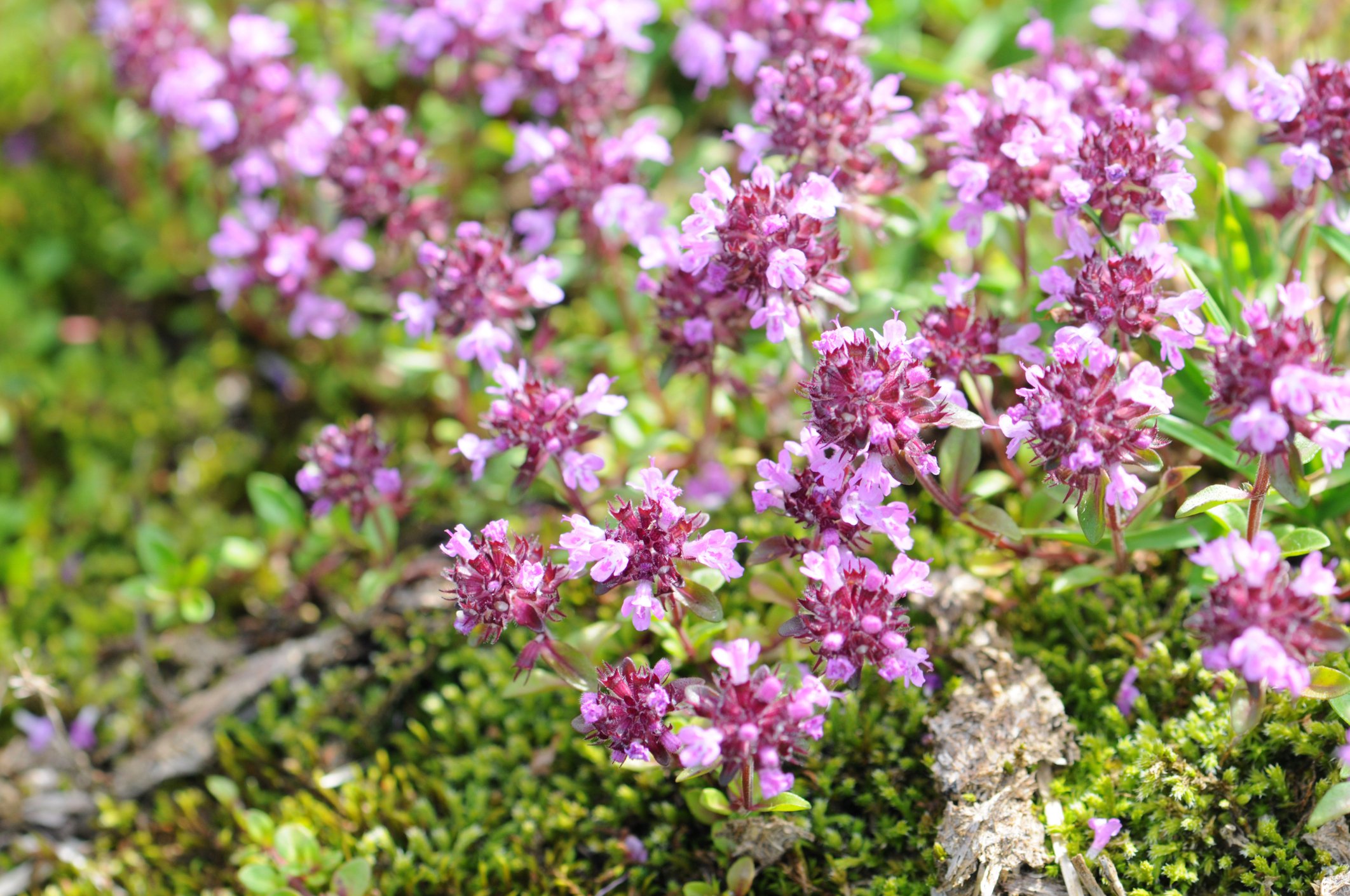 Thymus serpyllum 