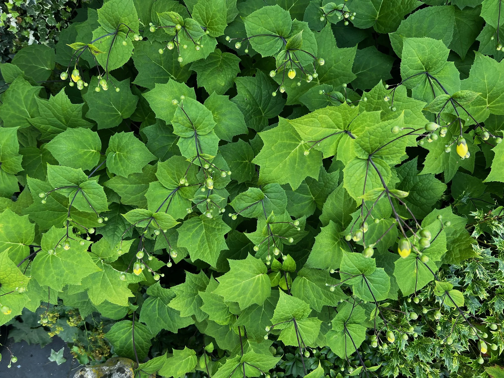 Kirengeshoma palmata