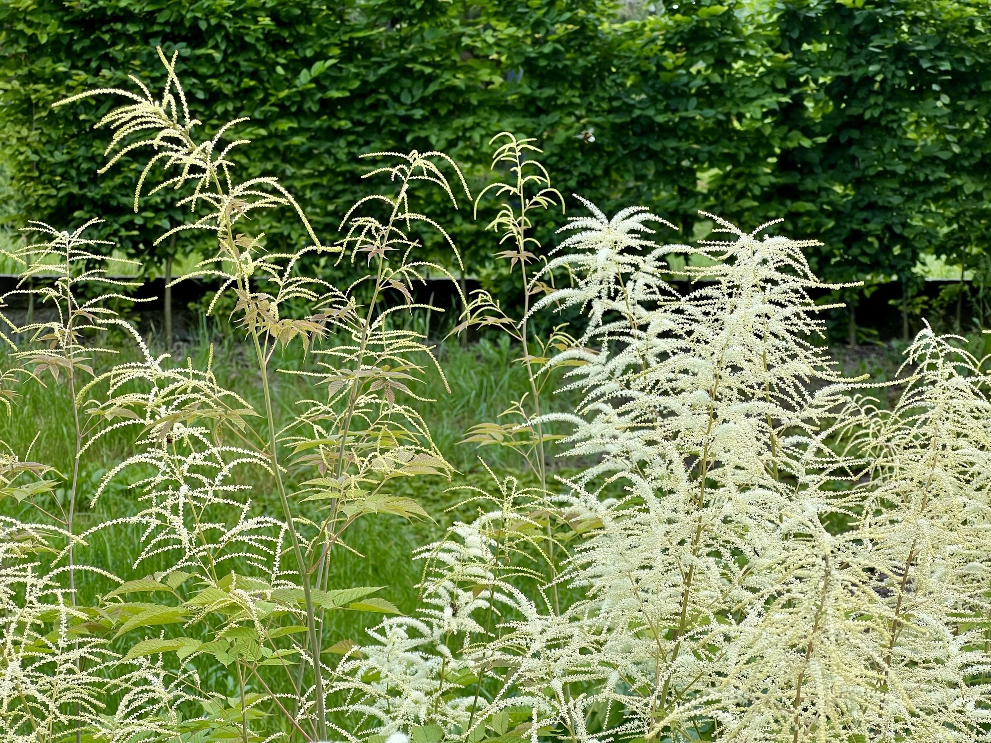 Aruncus 'Horatio'