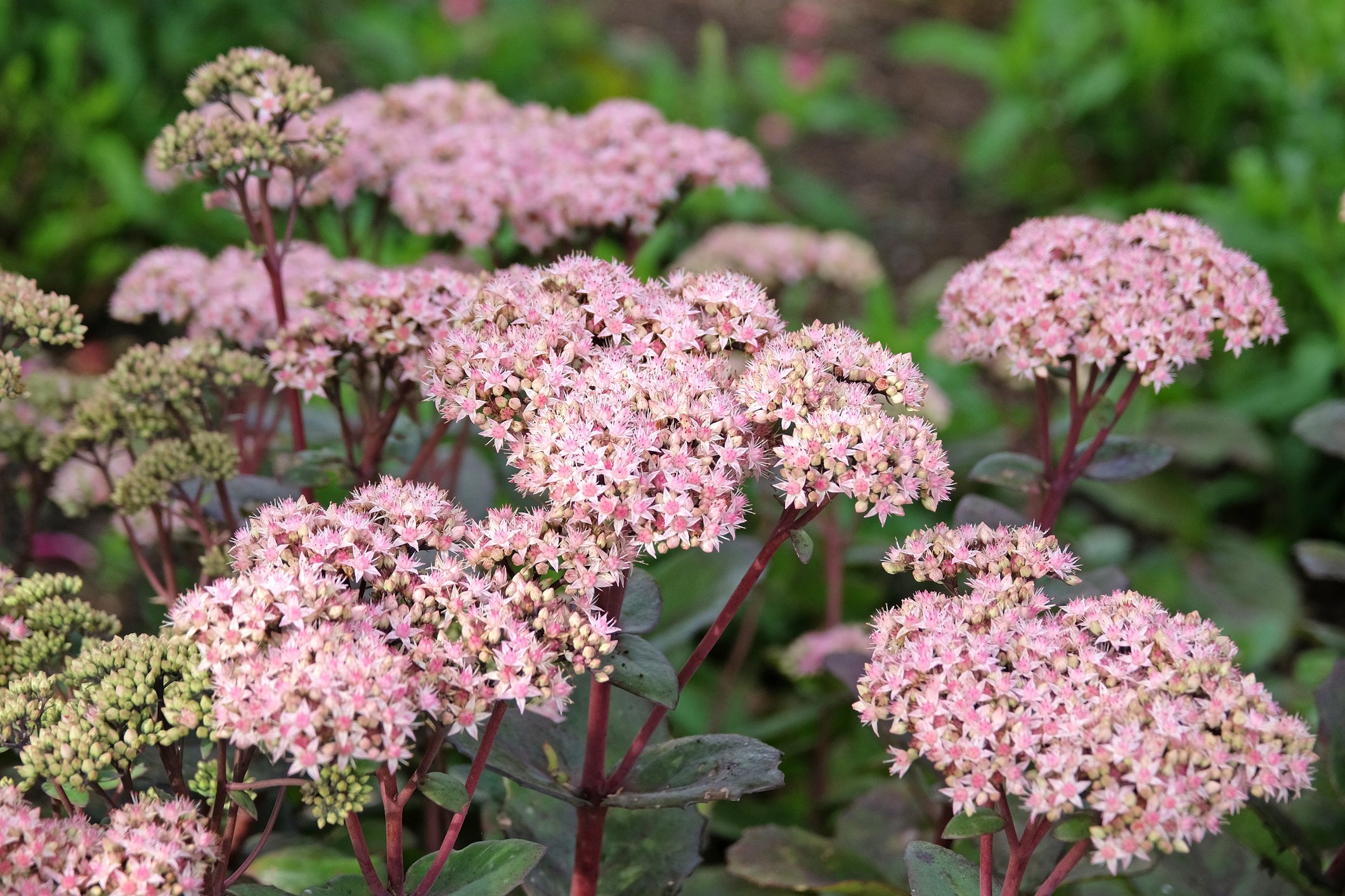 Sedum matrona