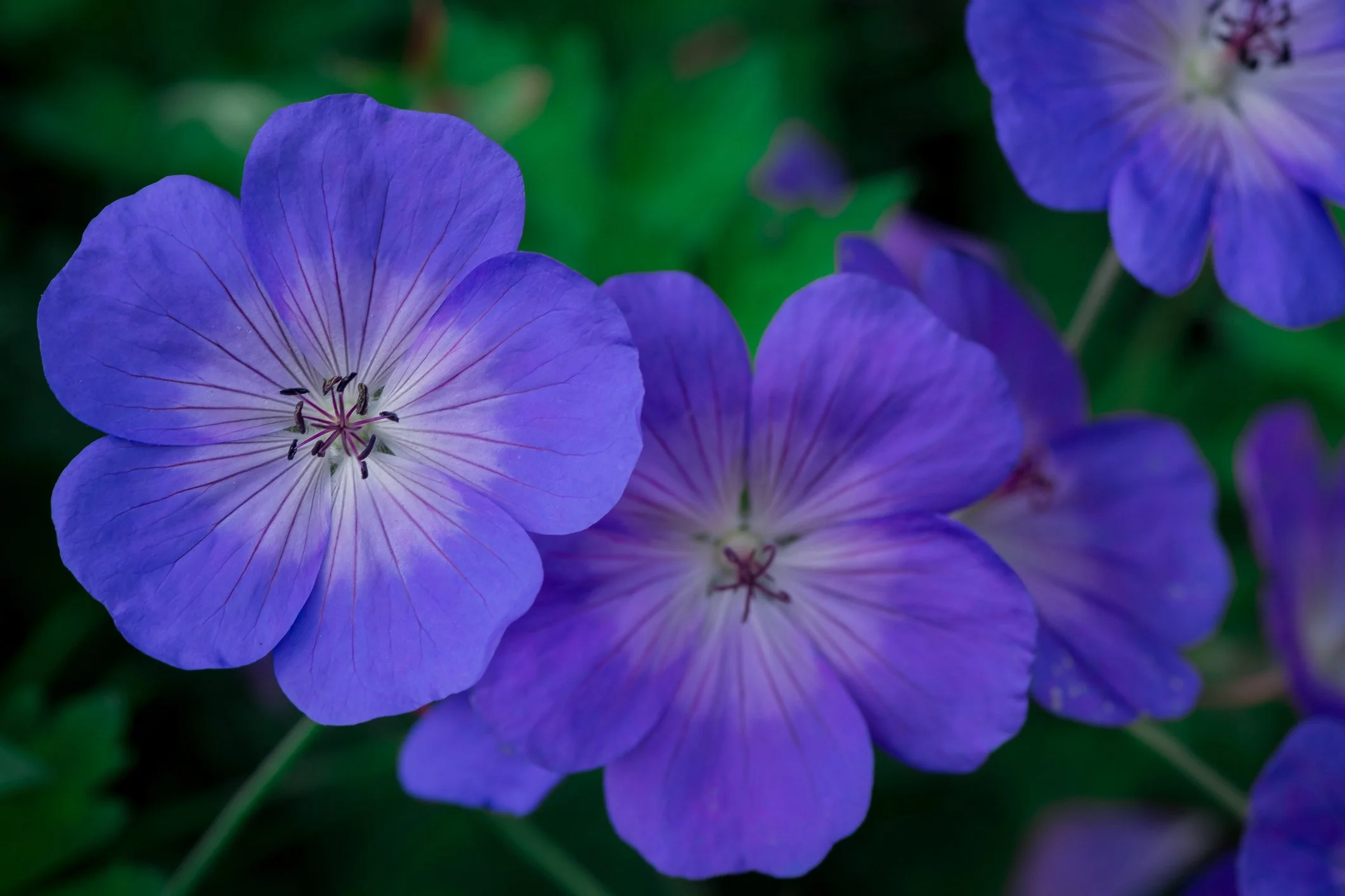Geranium 'Rozanne'