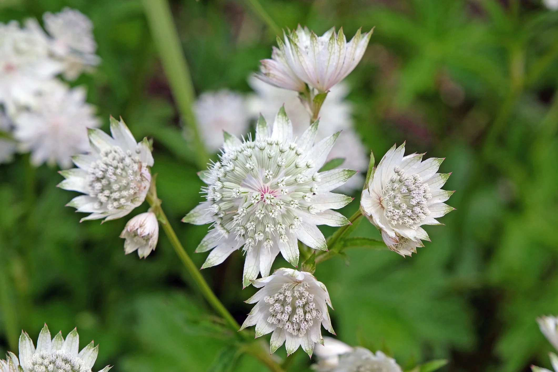Astrantia major 'Large White'