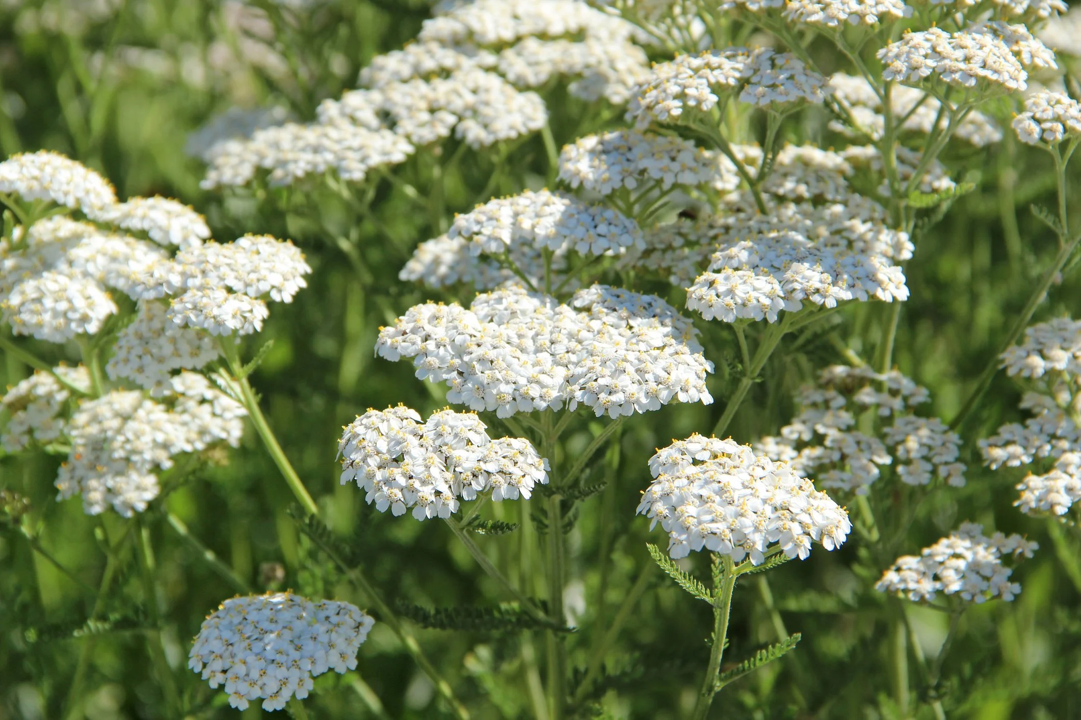 Achillea millefolium