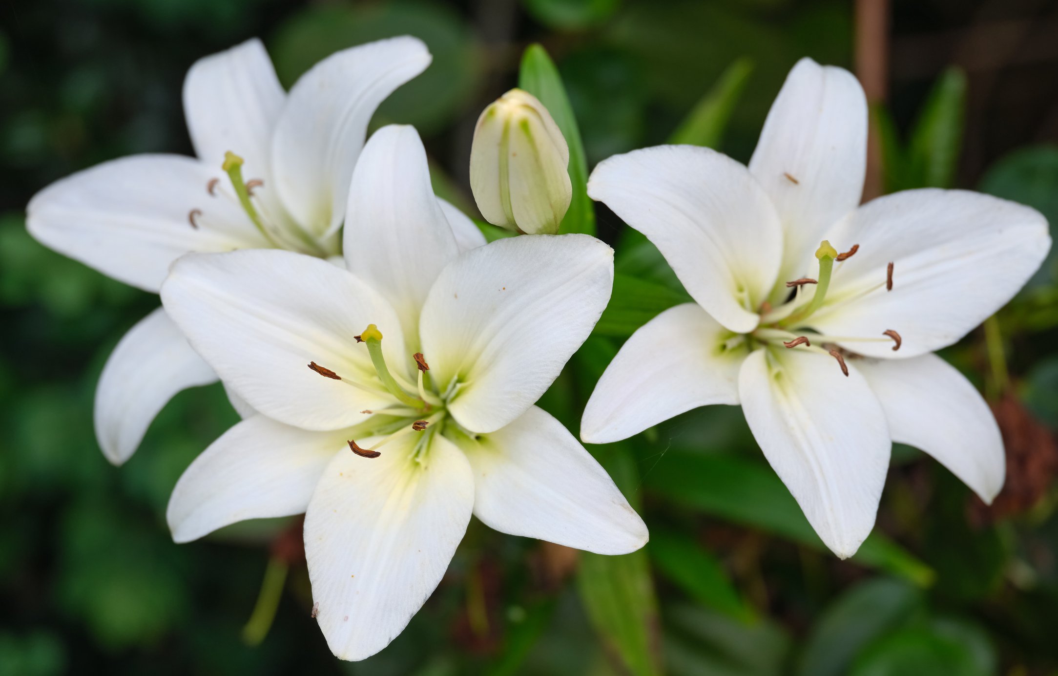 Lilium candidum