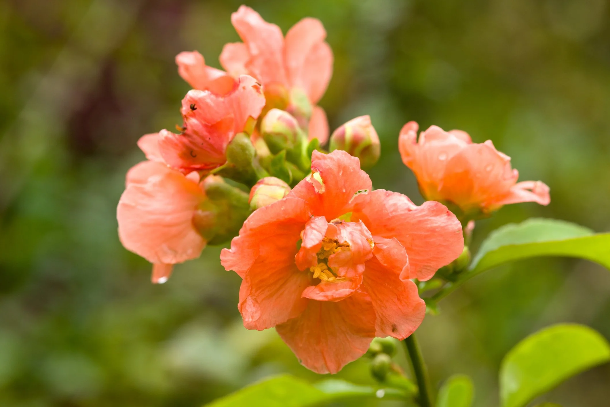 Chaenomeles × superba 'Cameo' 