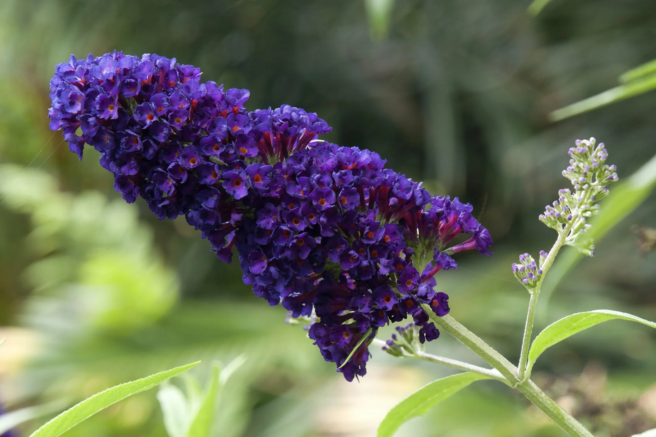 Buddleja davidii 'Black Knight'