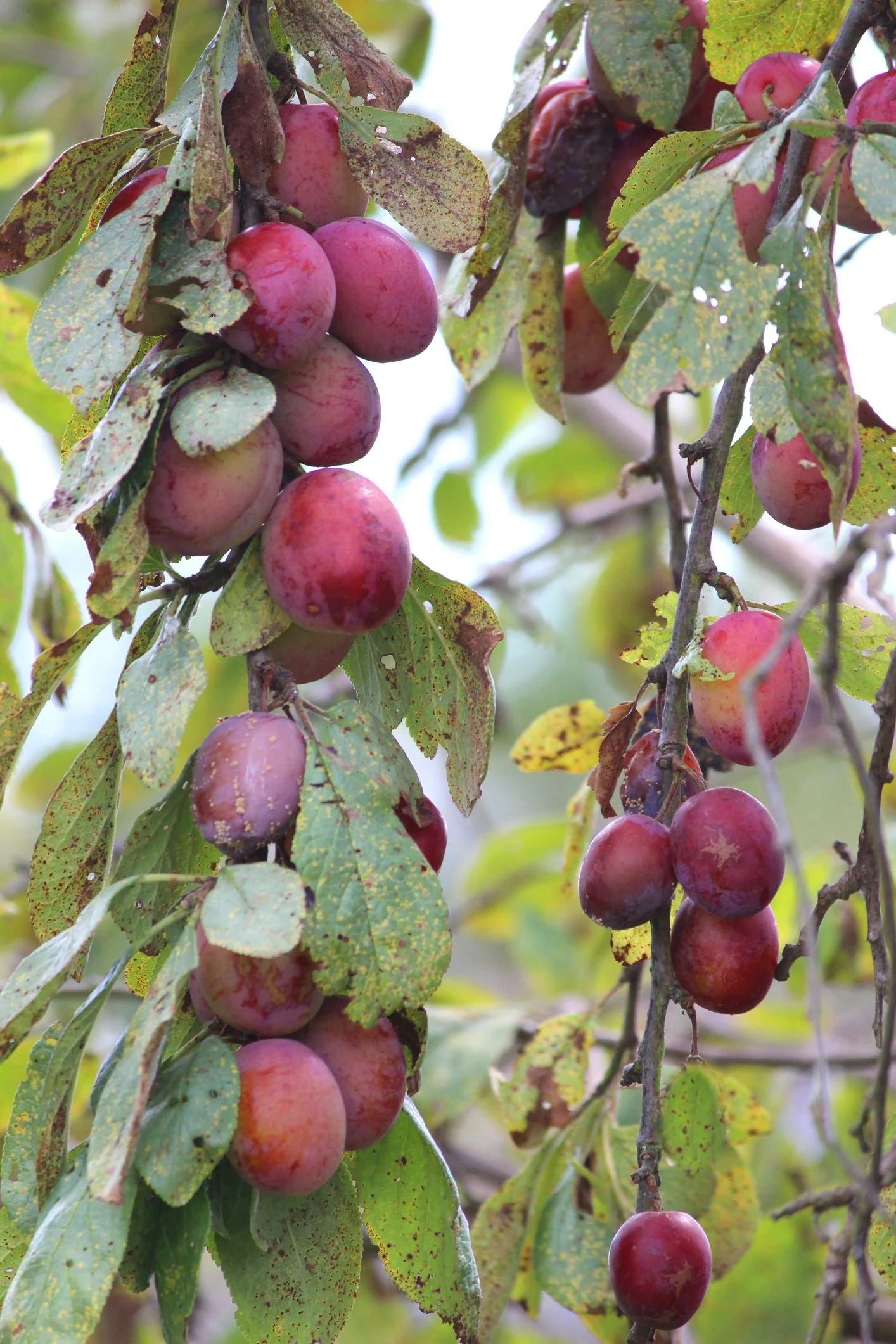 Prunus domestica 'Victoria'