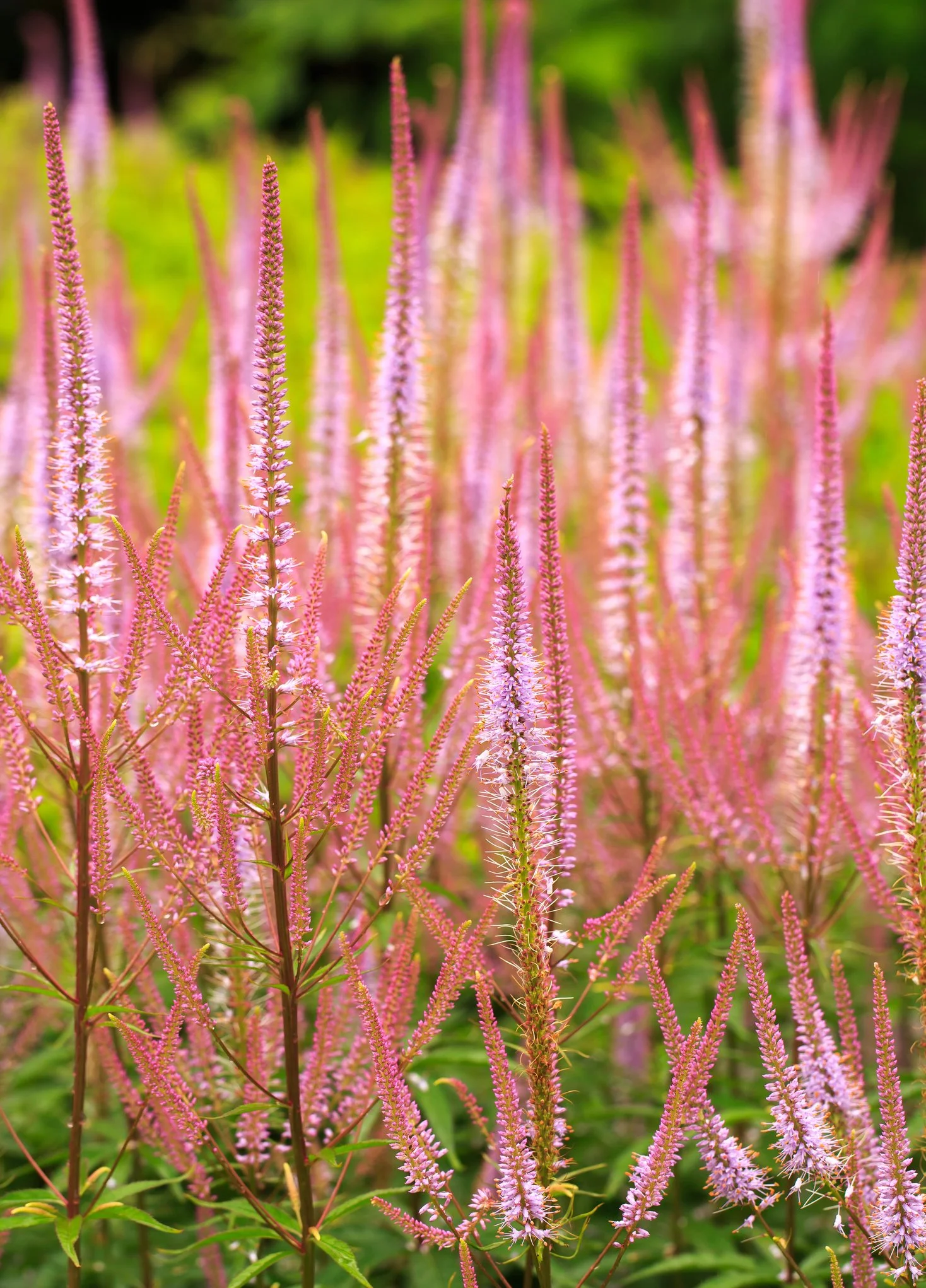 Veronicastrum virginicum f. roseum 'Pink Glow'