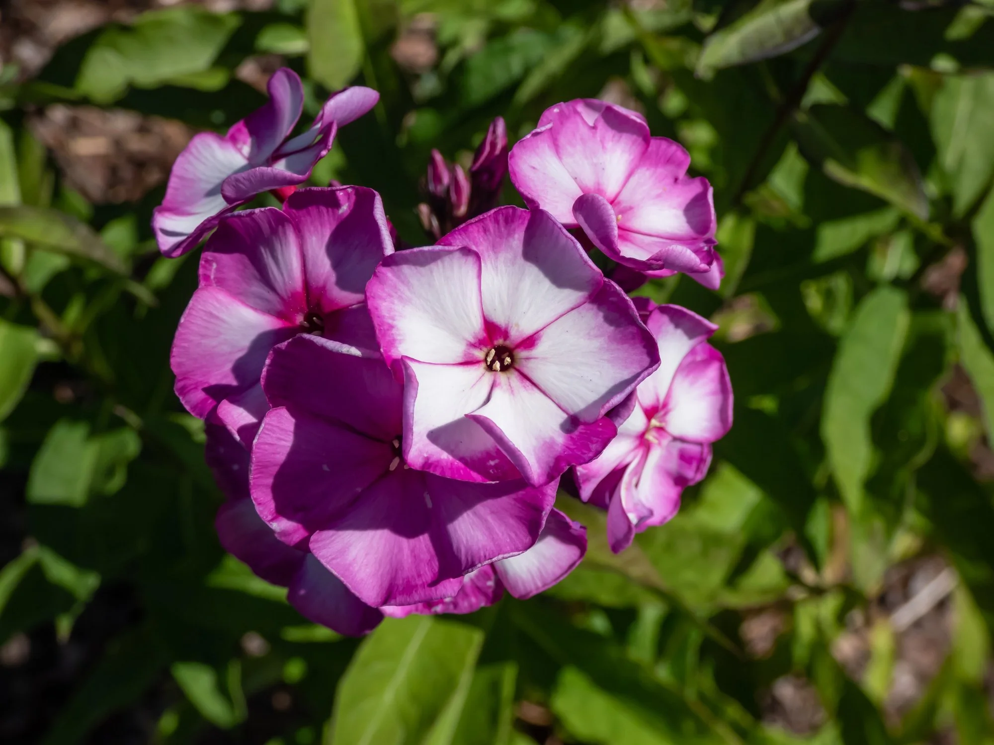 Phlox paniculata Peacock Purple Bicolor