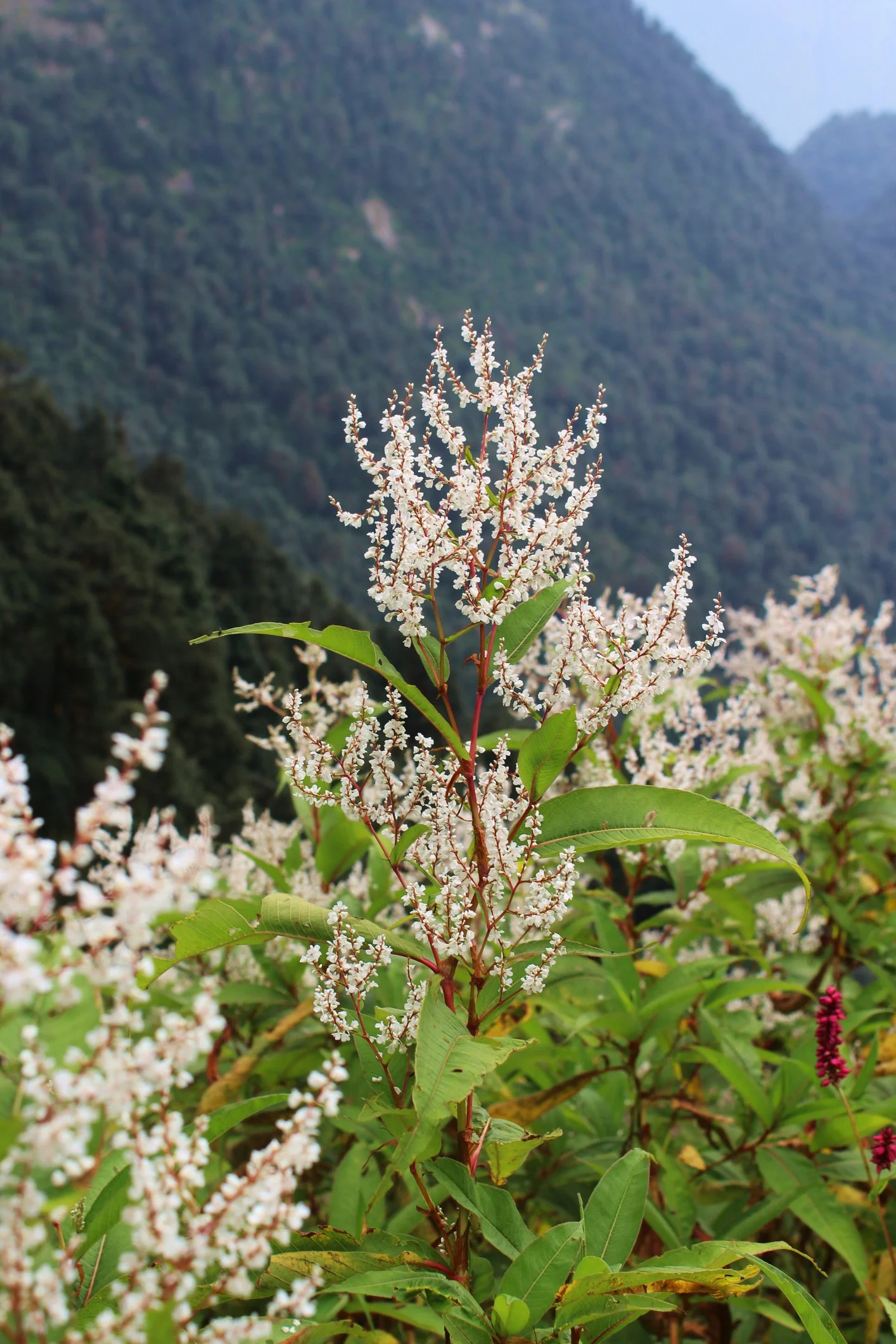 Persicaria alpina