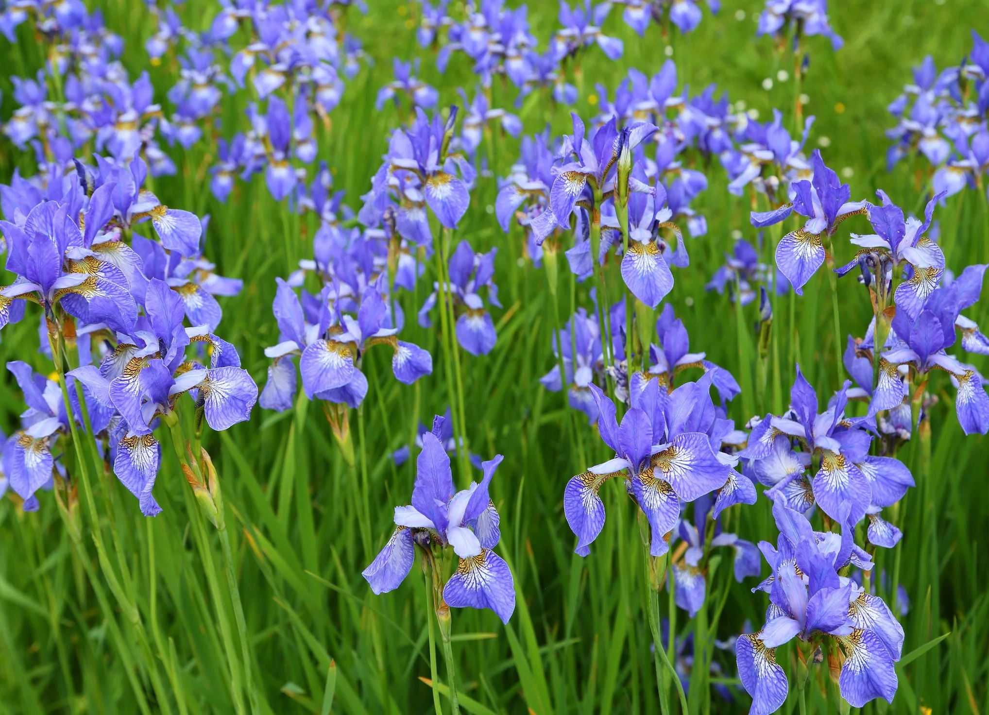Iris 'Perry's Blue' (Sib)
