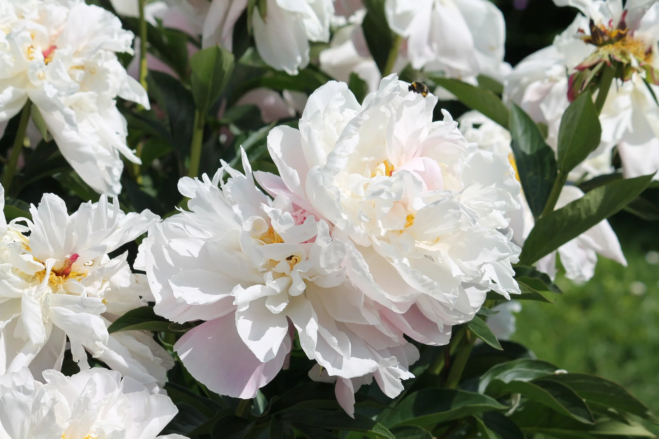 Paeonia lactiflora 'Lady Alexandra Duff'