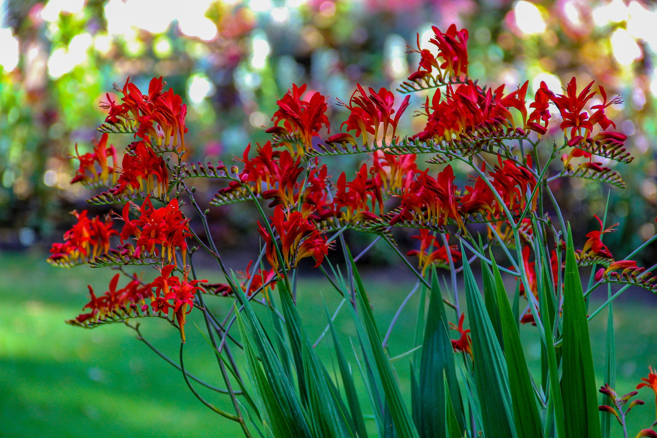 Crocosmia 'Lucifer'