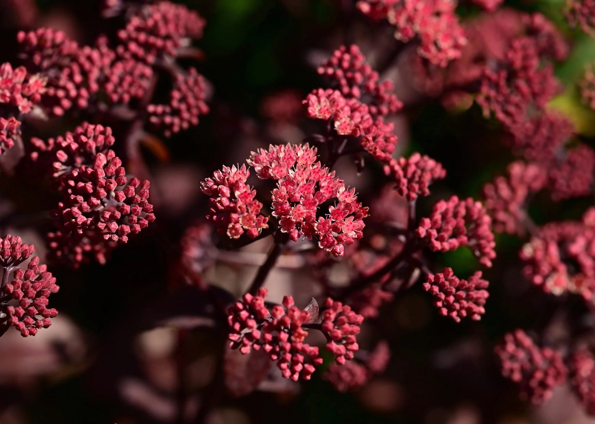 Sedum Hylotelephium 'Touchdown Teak'