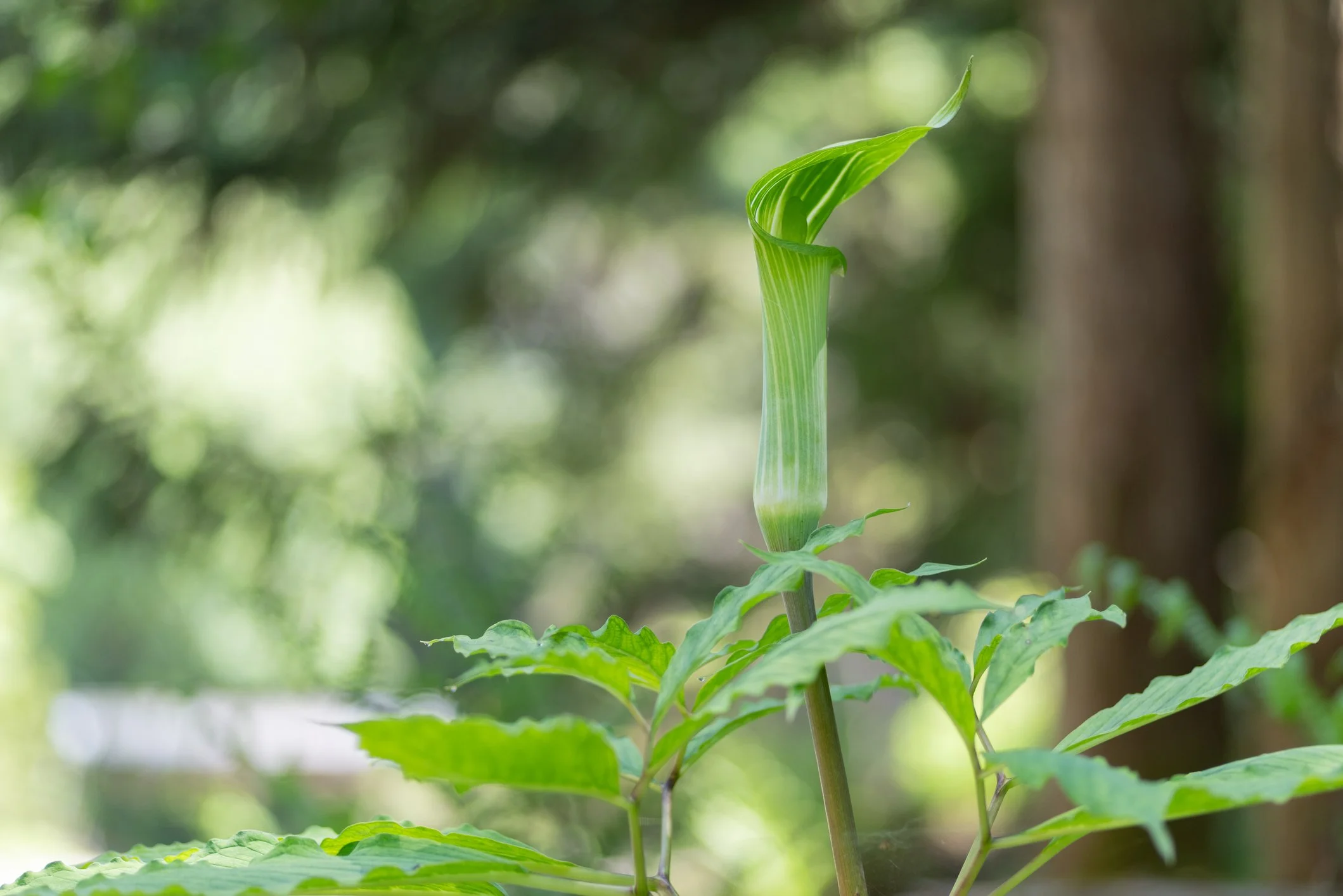 Arisaema tortuosum