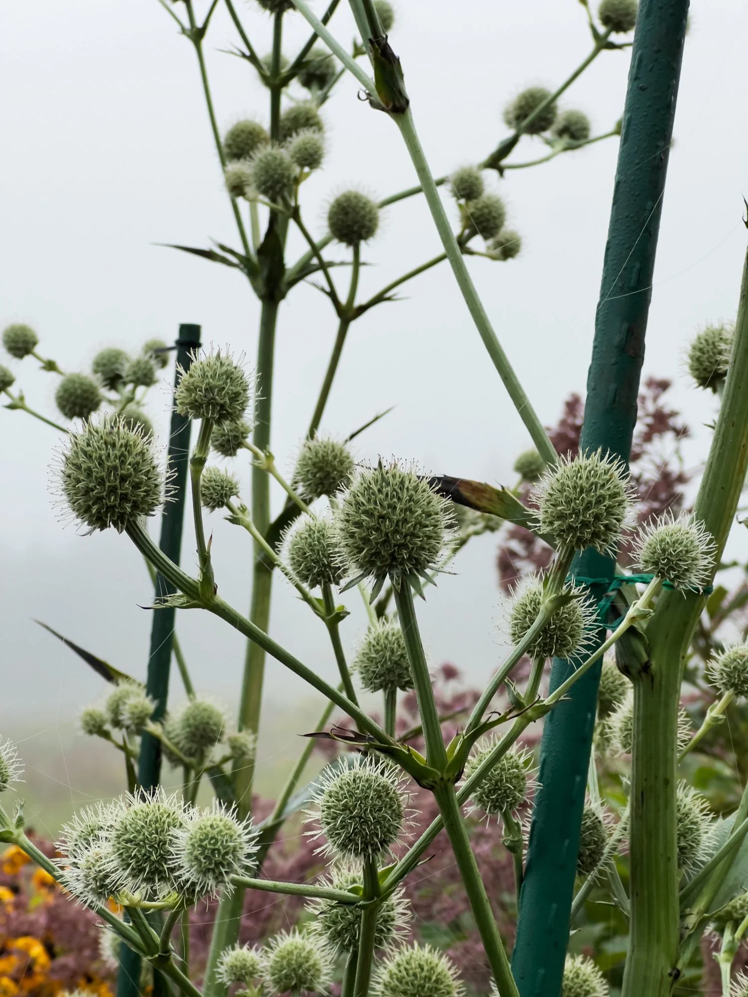 Eryngium agavifolium