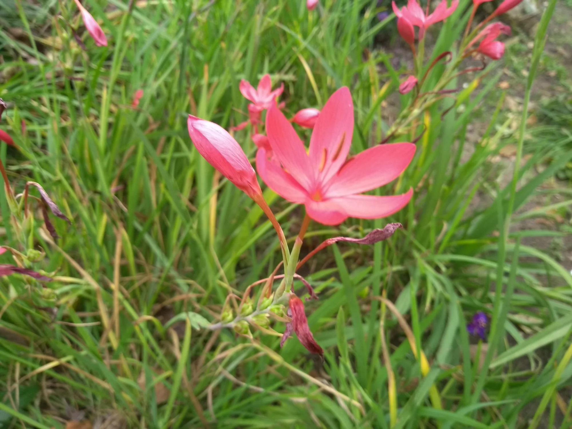 Hesperantha coccinea 'Sunrise'