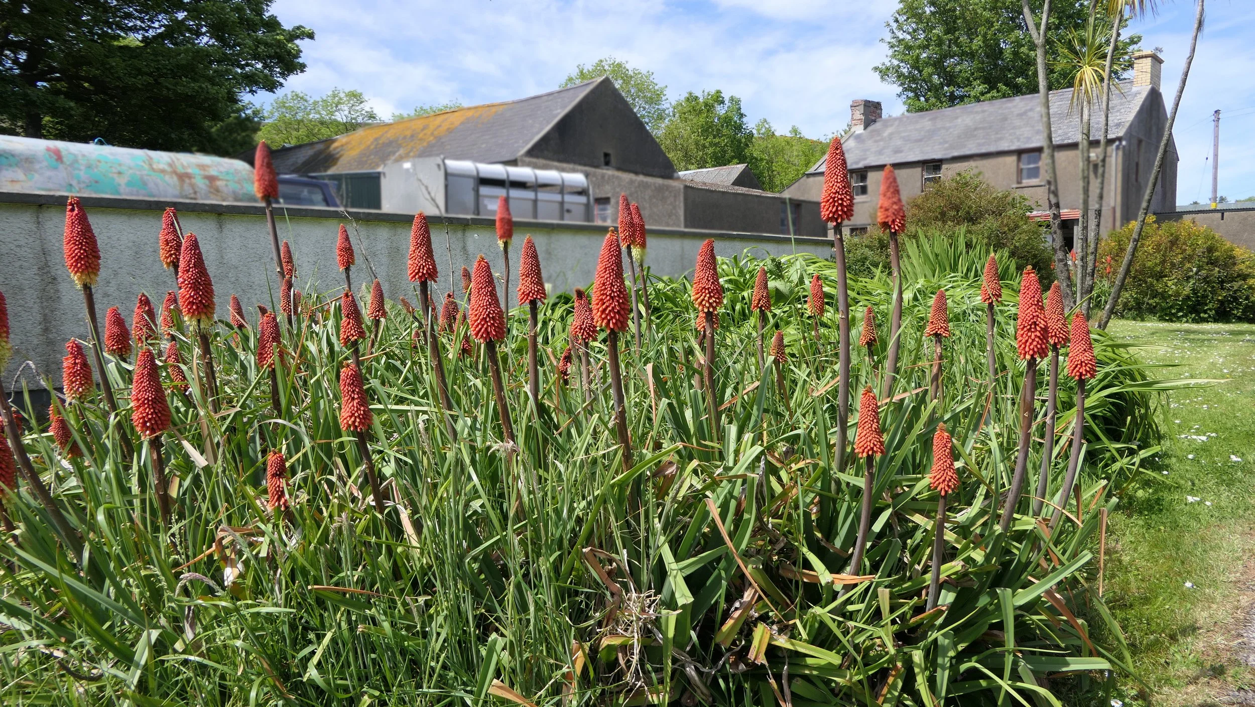 Kniphophia uvaria 'Nobilis'