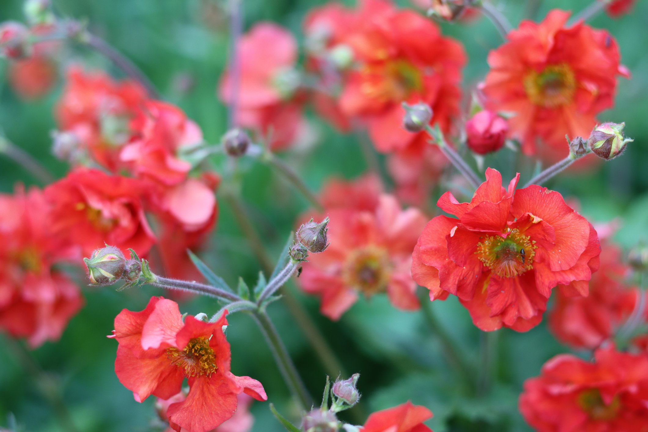 Geum 'Blazing Sunset'