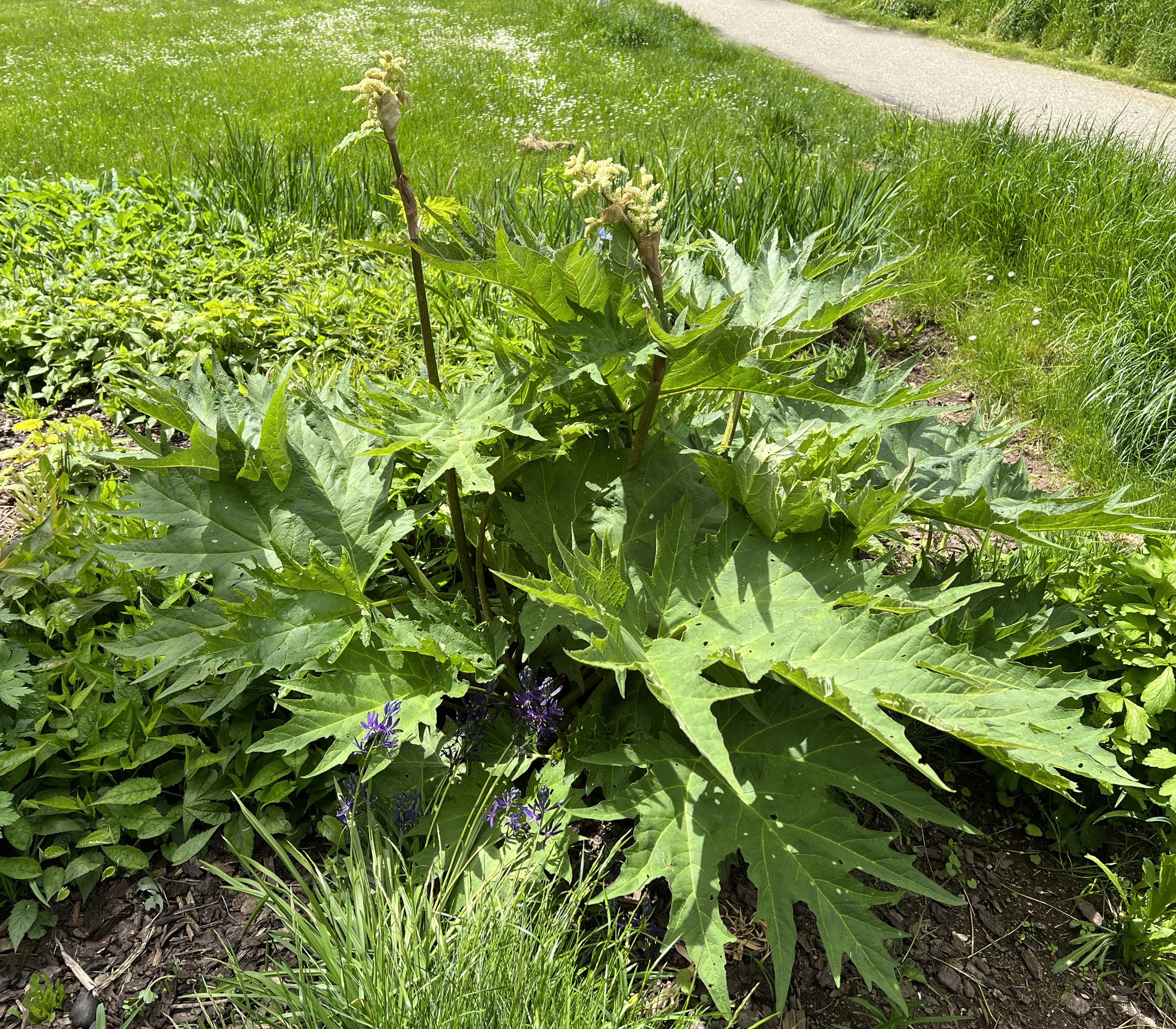 Rheum palmatum