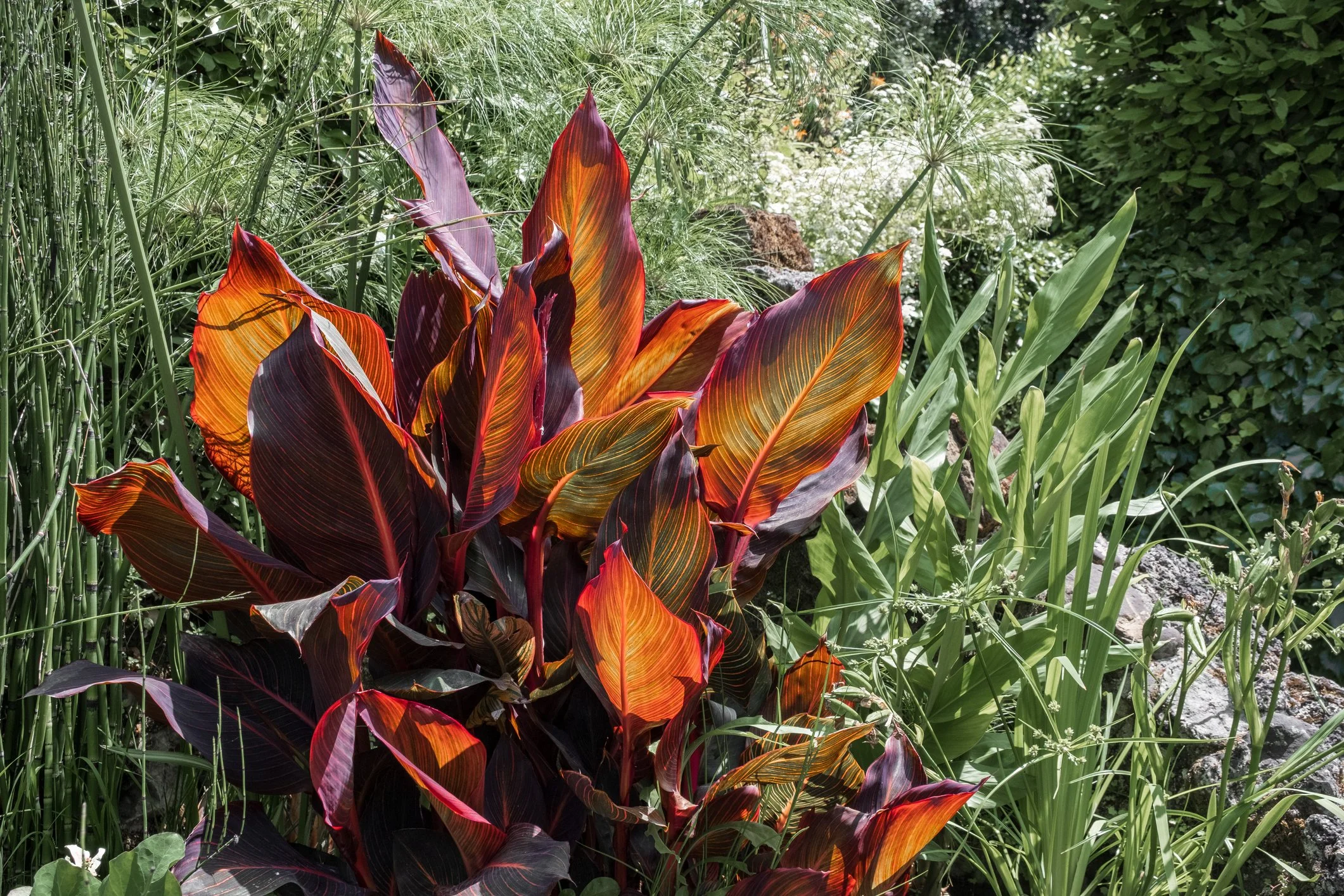Canna indica