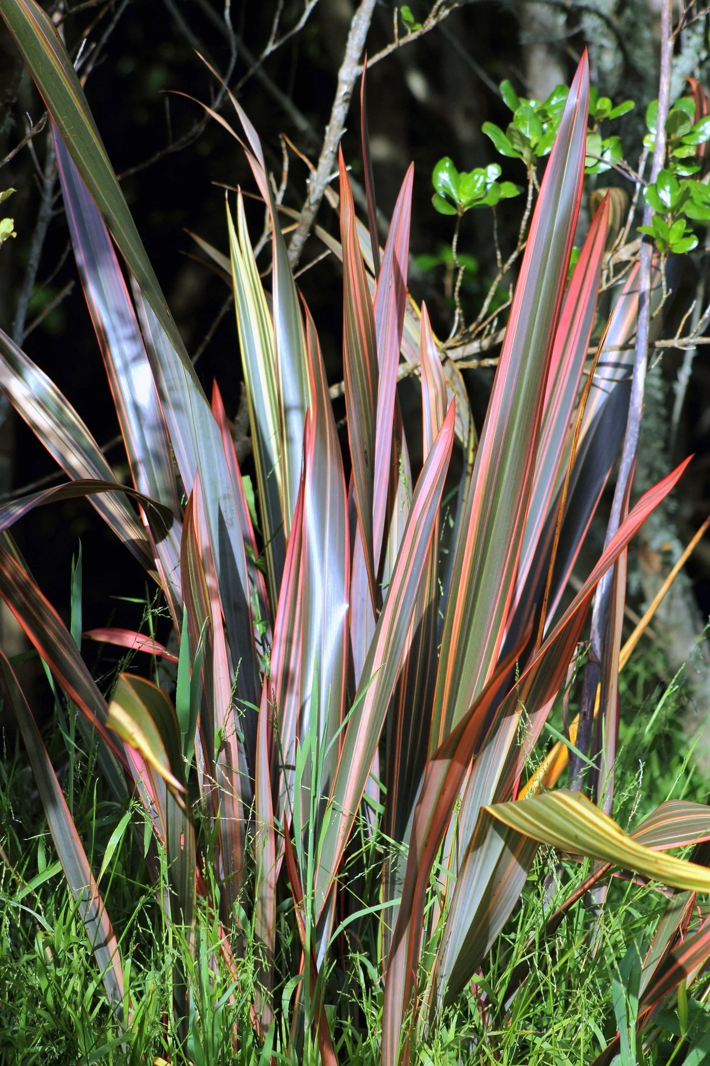 Phormium 'Sundowner'