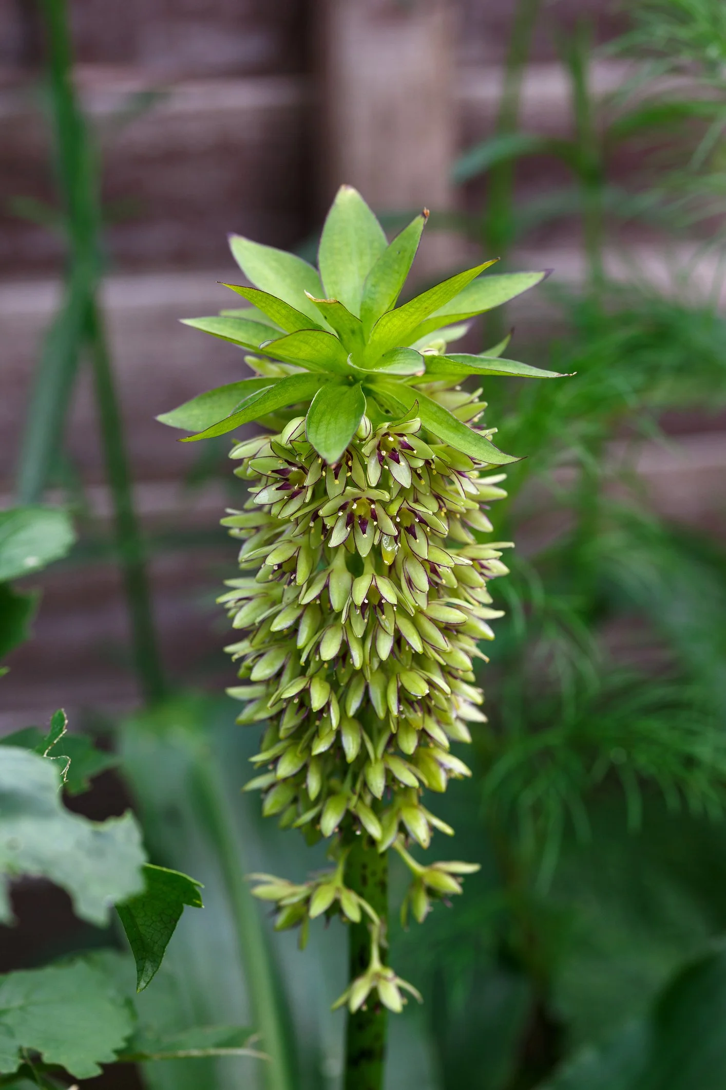 Eucomis bicolor