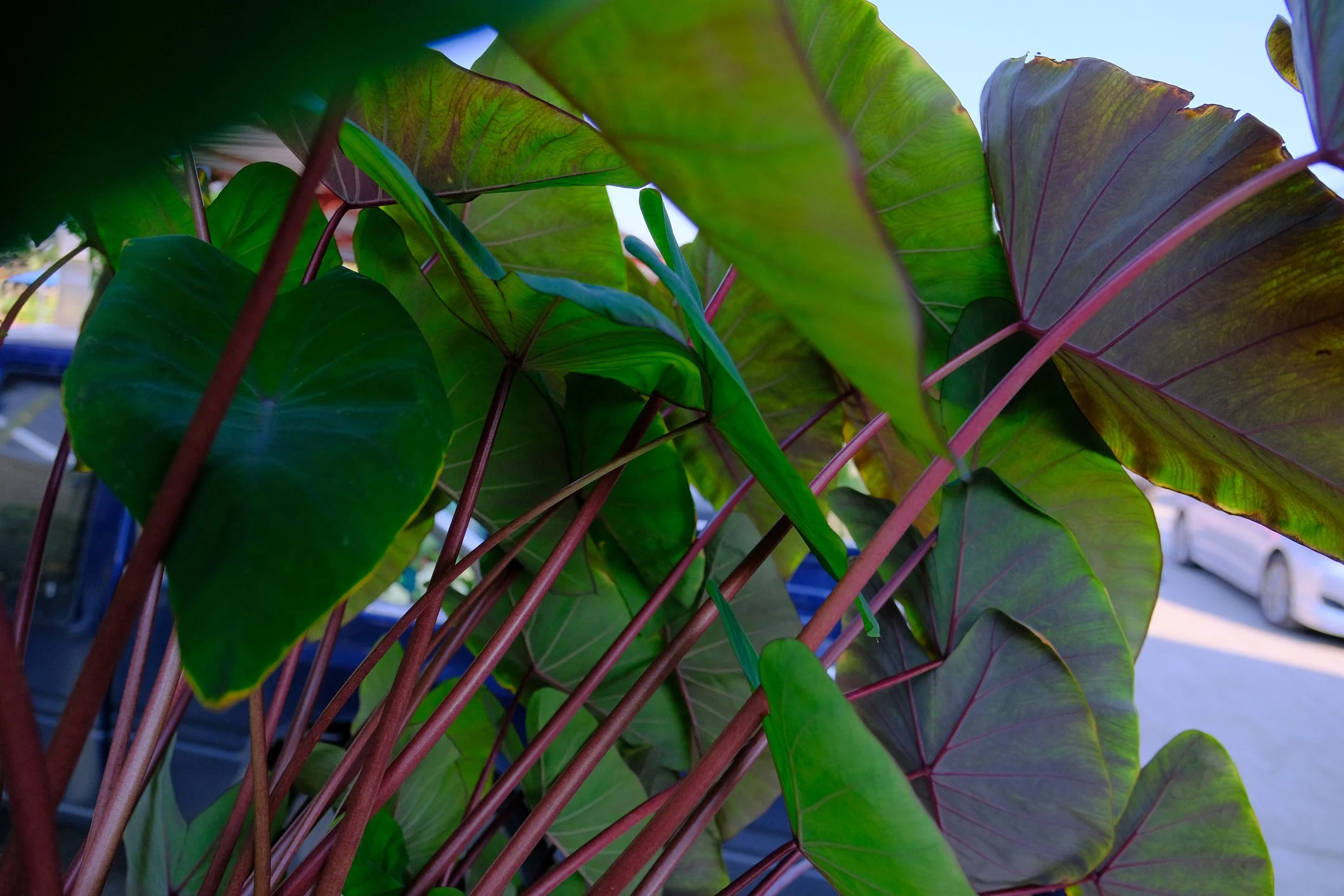 Colocasia ‘Pink China’