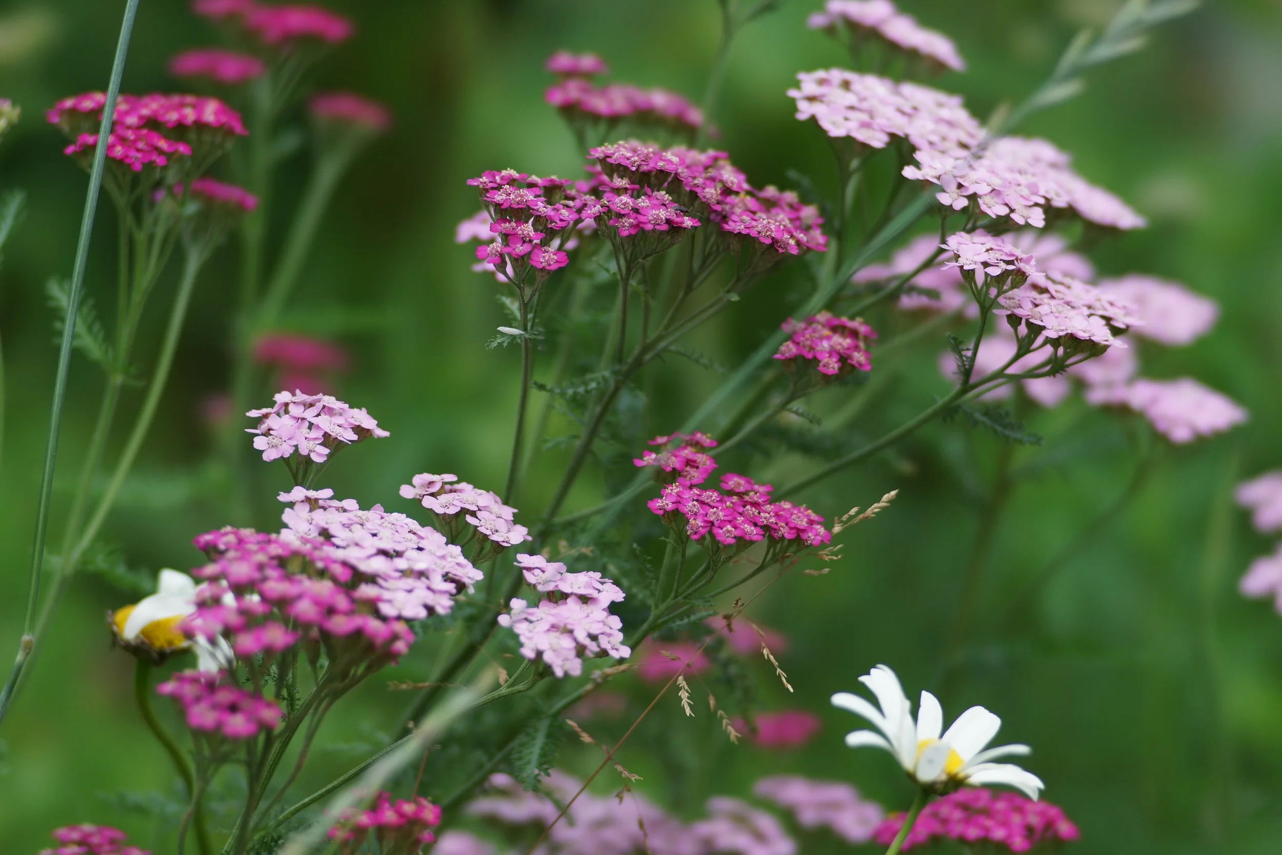 Achillea sibirica subsp. camschatica 'Love Parade'