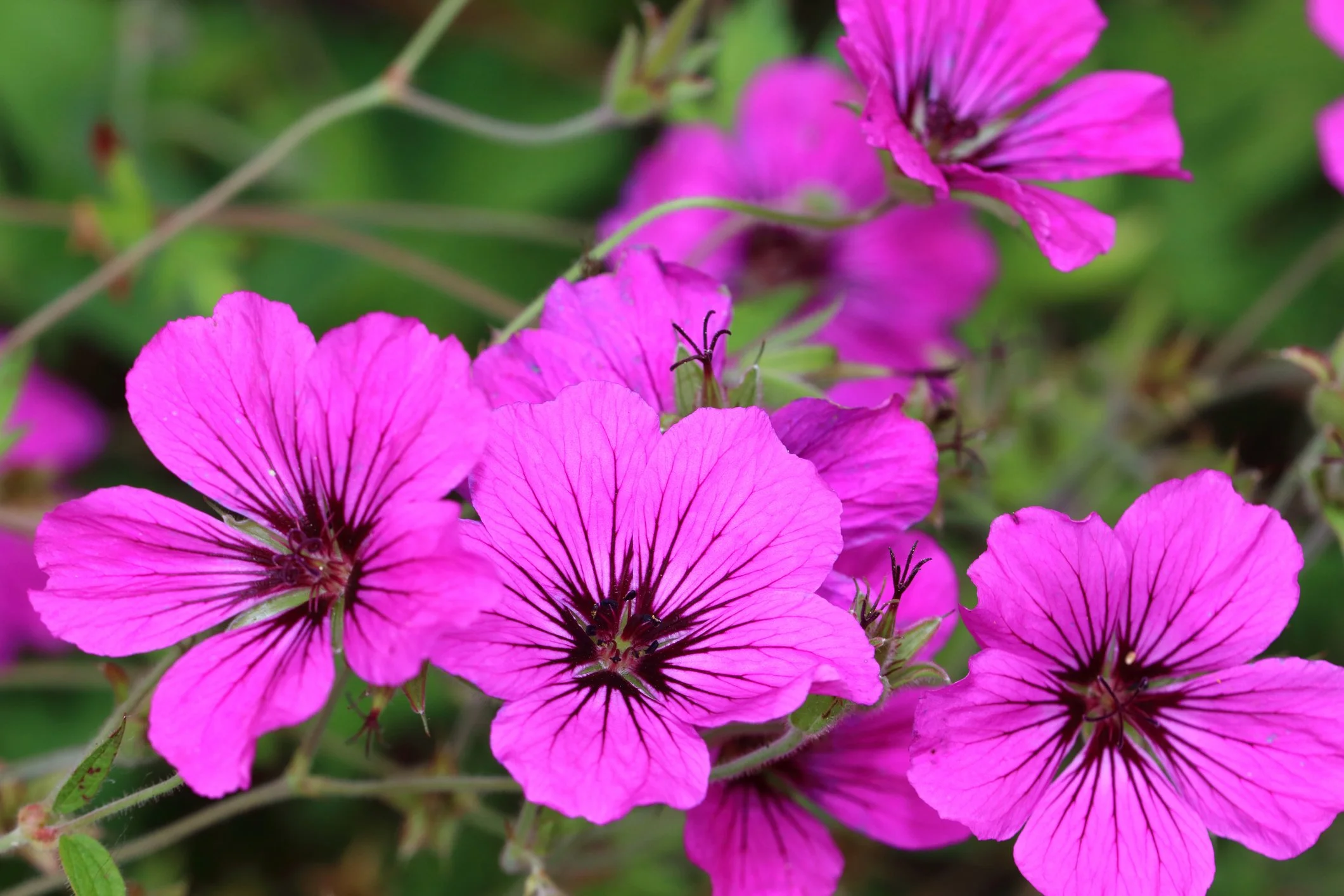 Geranium psilostemon