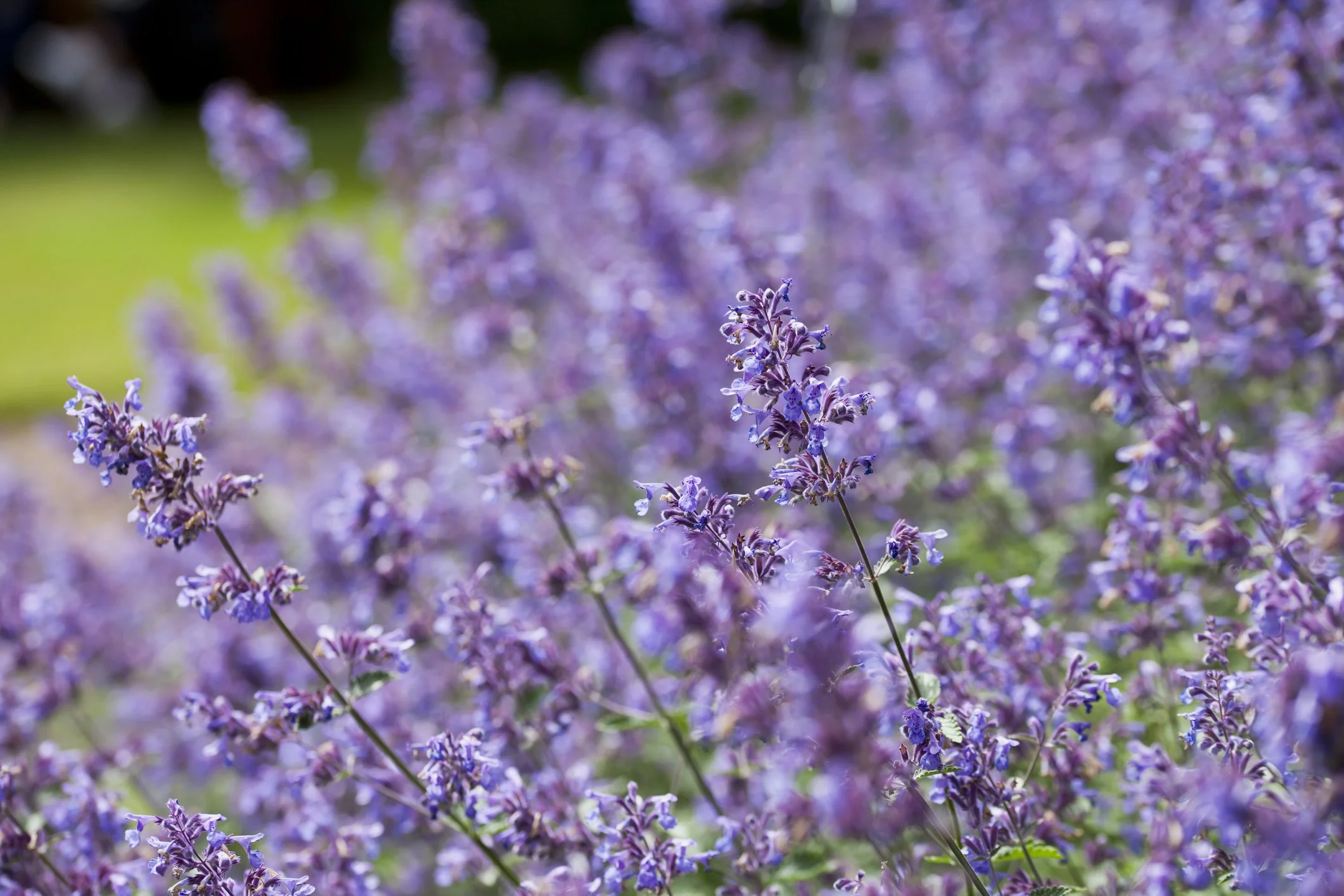 Nepeta 'Six Hills Giant'