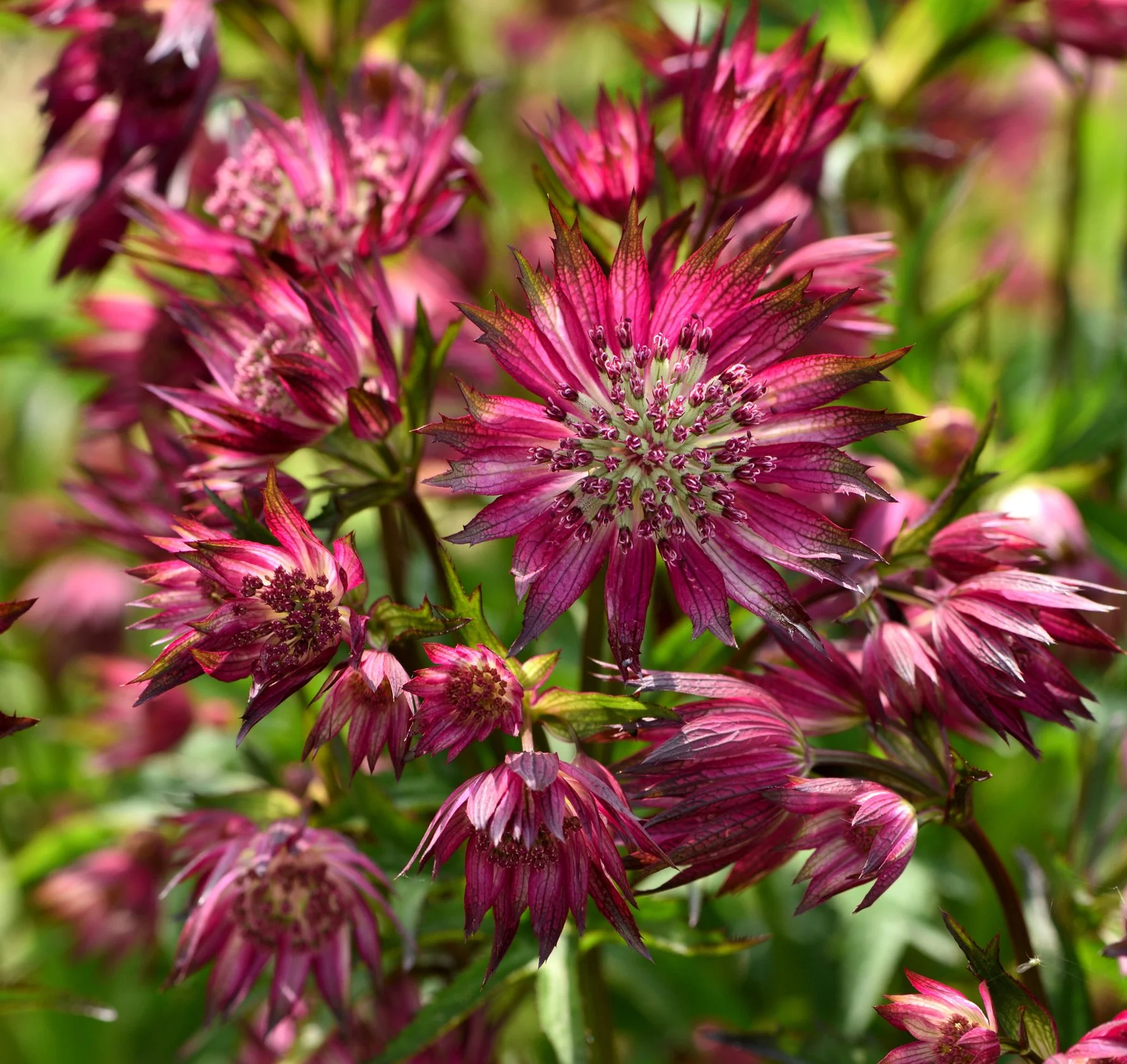Astrantia major 'Ruby Star'