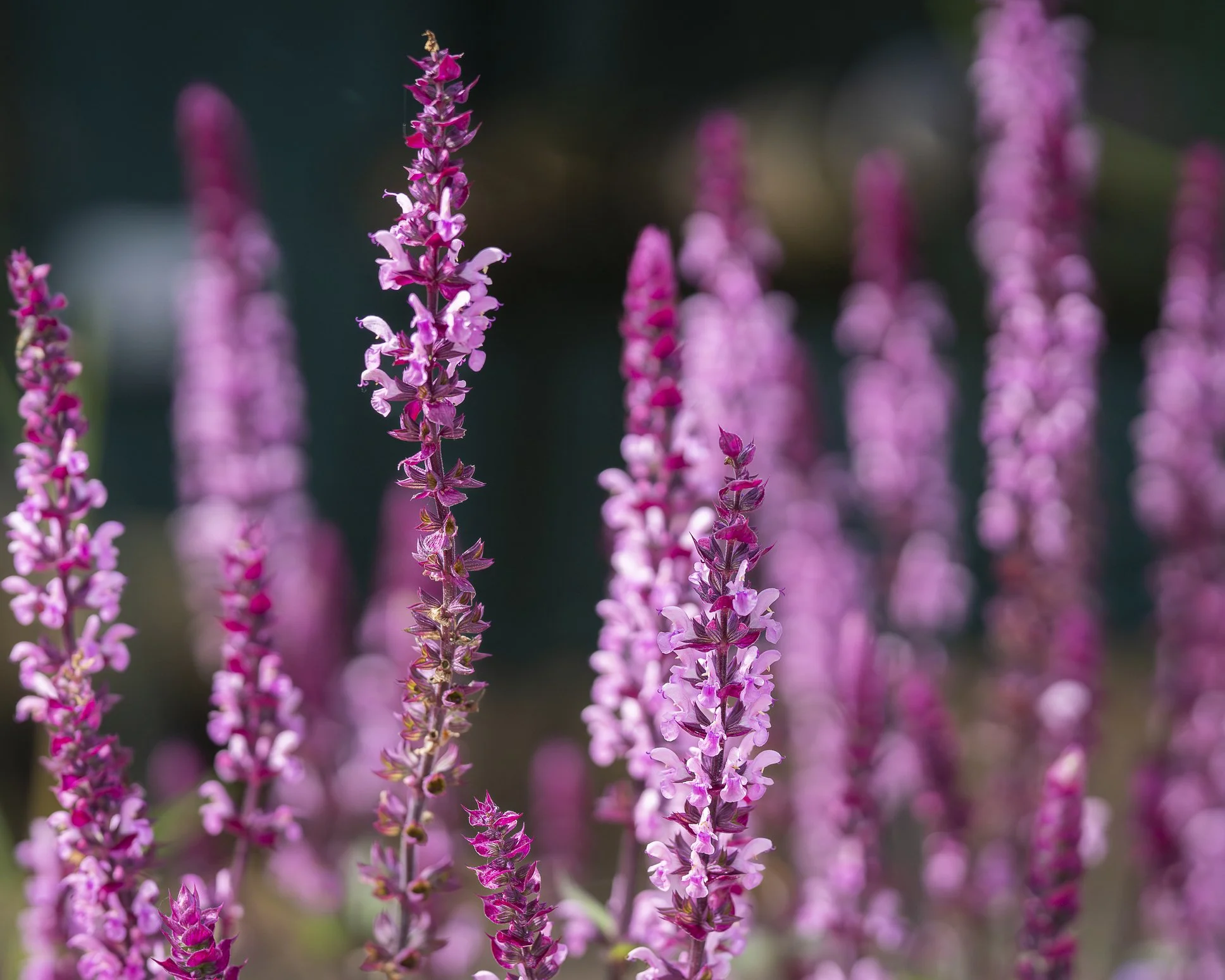 Salvia nemorosa 'Caradonna Pink'