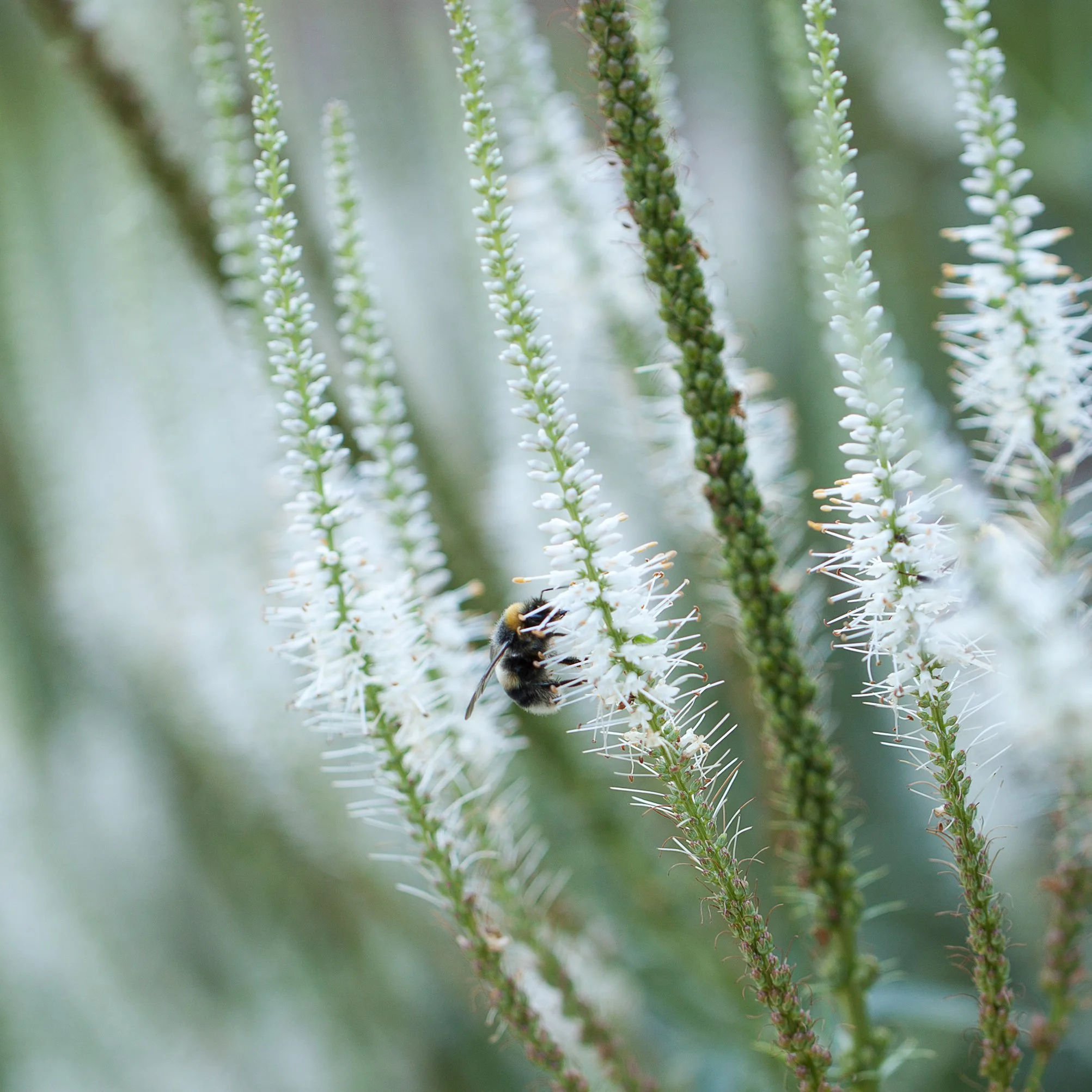 Veronicastrum virginicum 'Album'