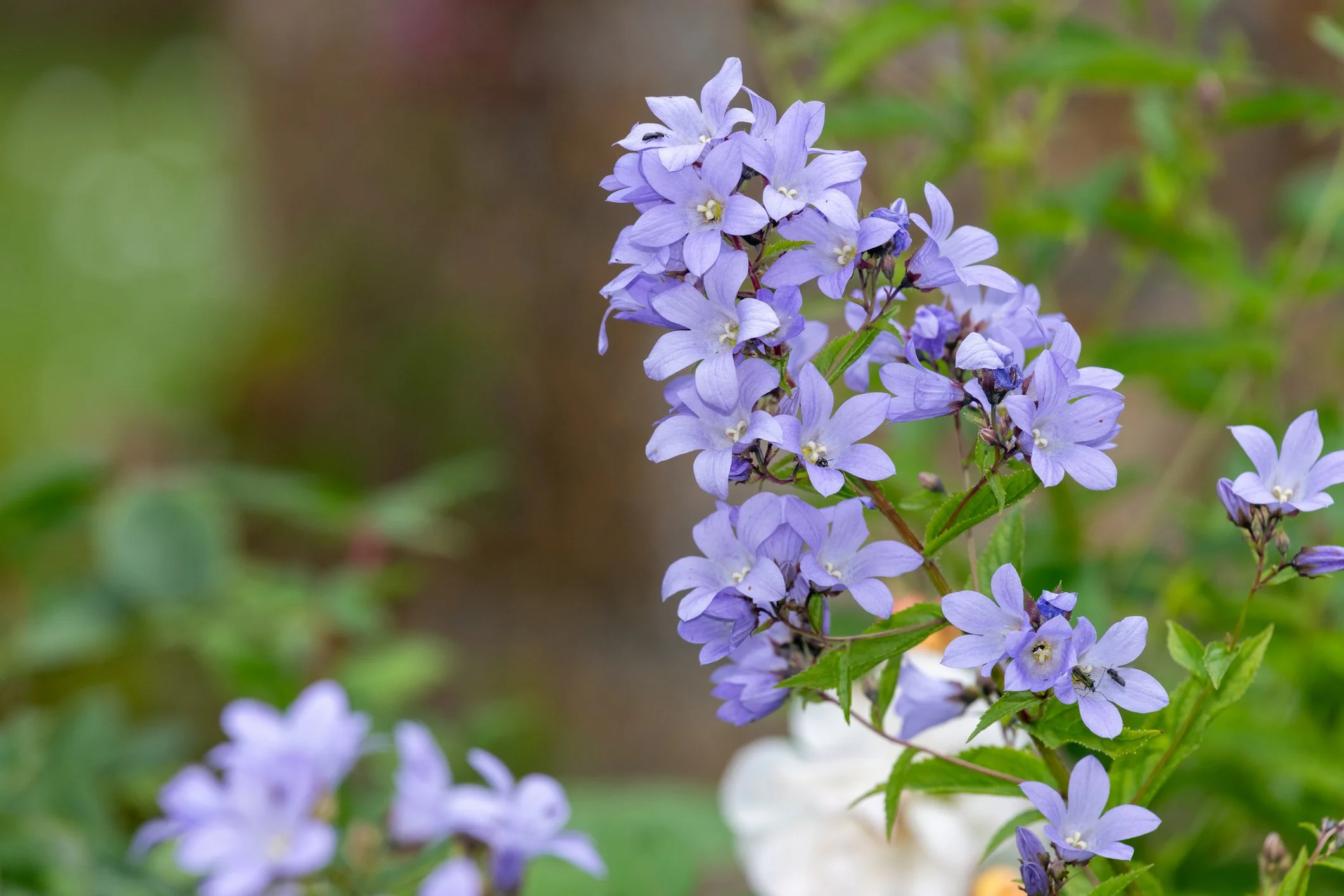 Campanula lactiflora 'Pritchard's Variety'