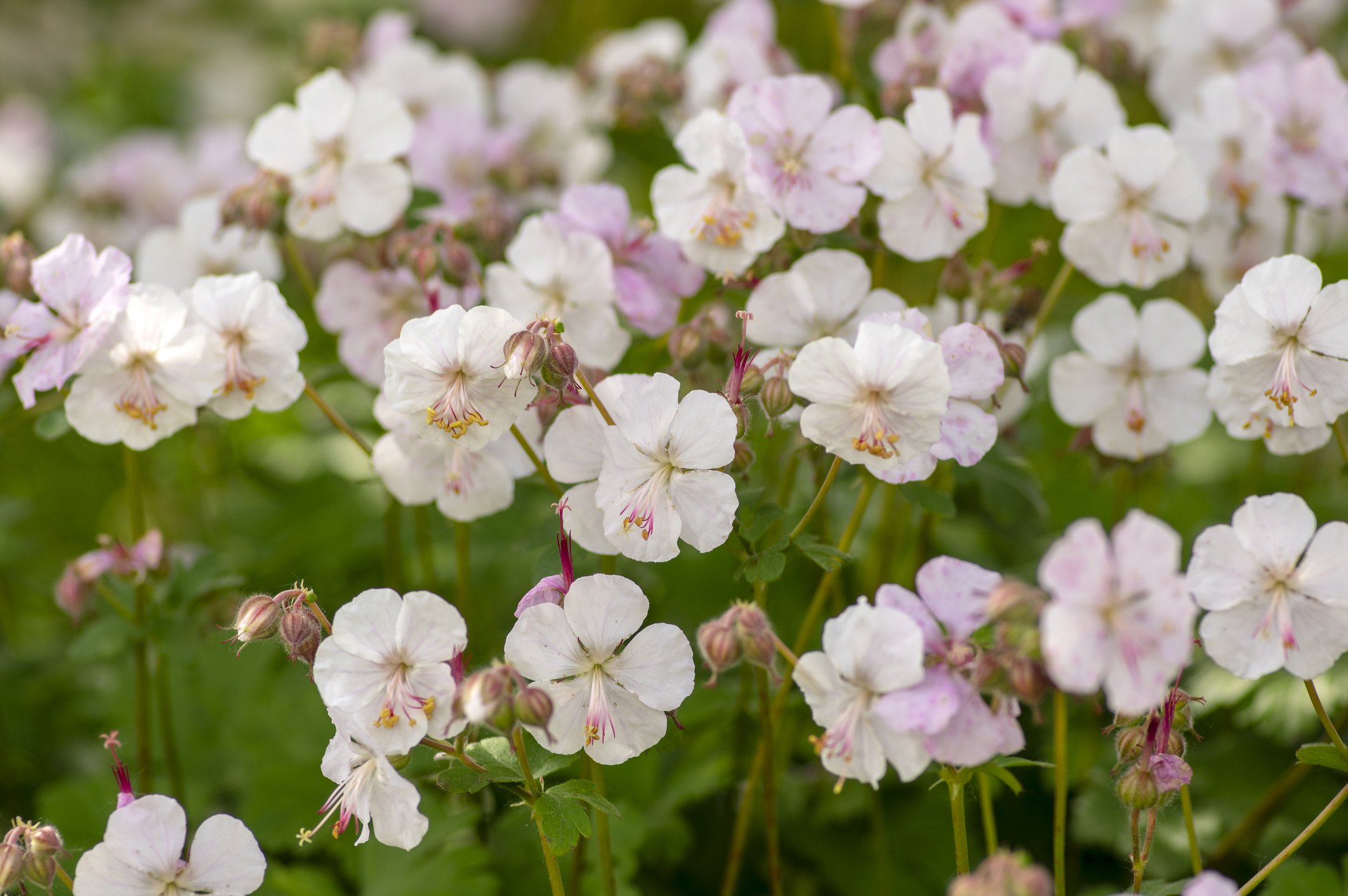 Geranium × cantabrigiense 'Biokovo'
