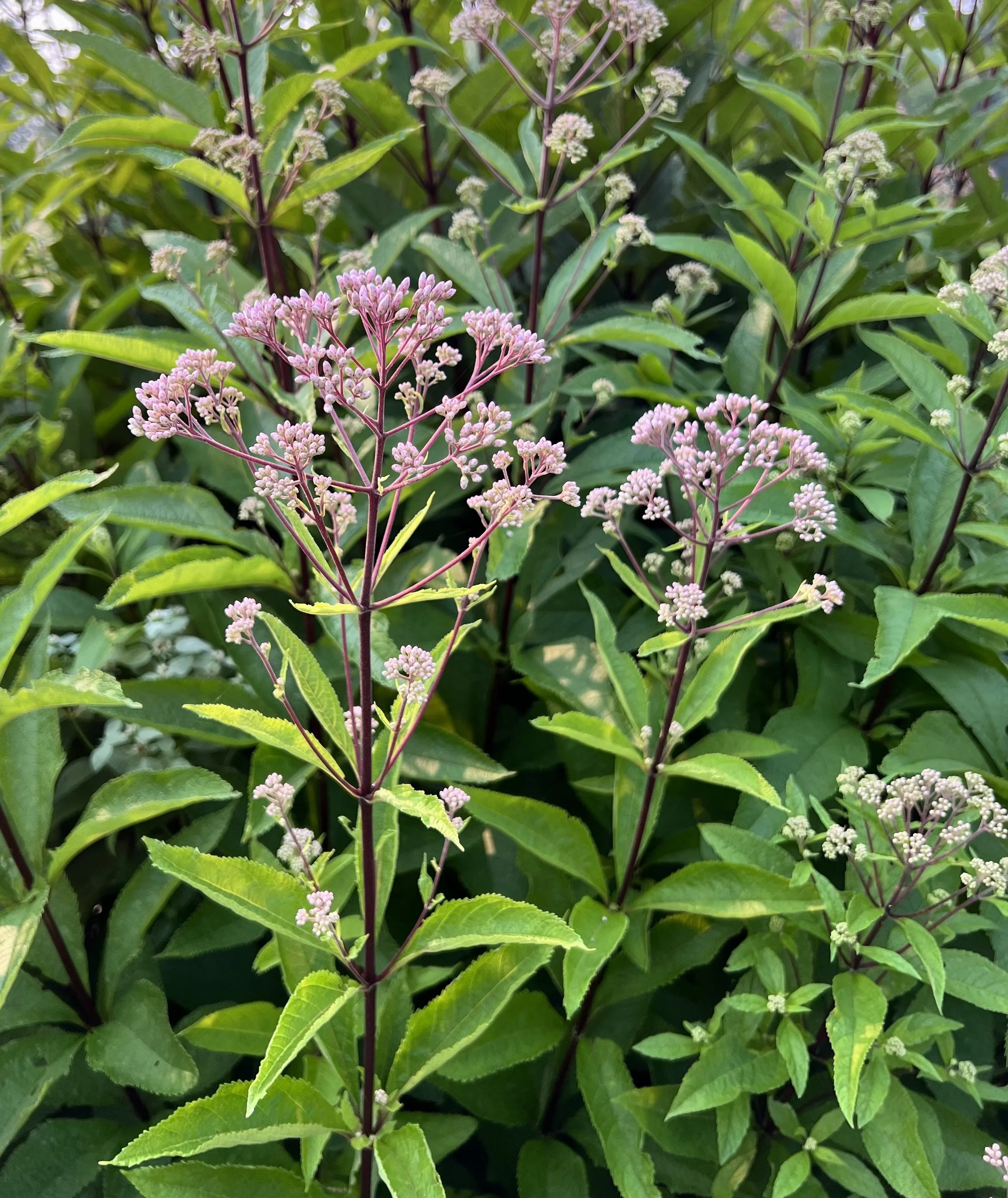 Eupatorium maculatum 'Phantom'