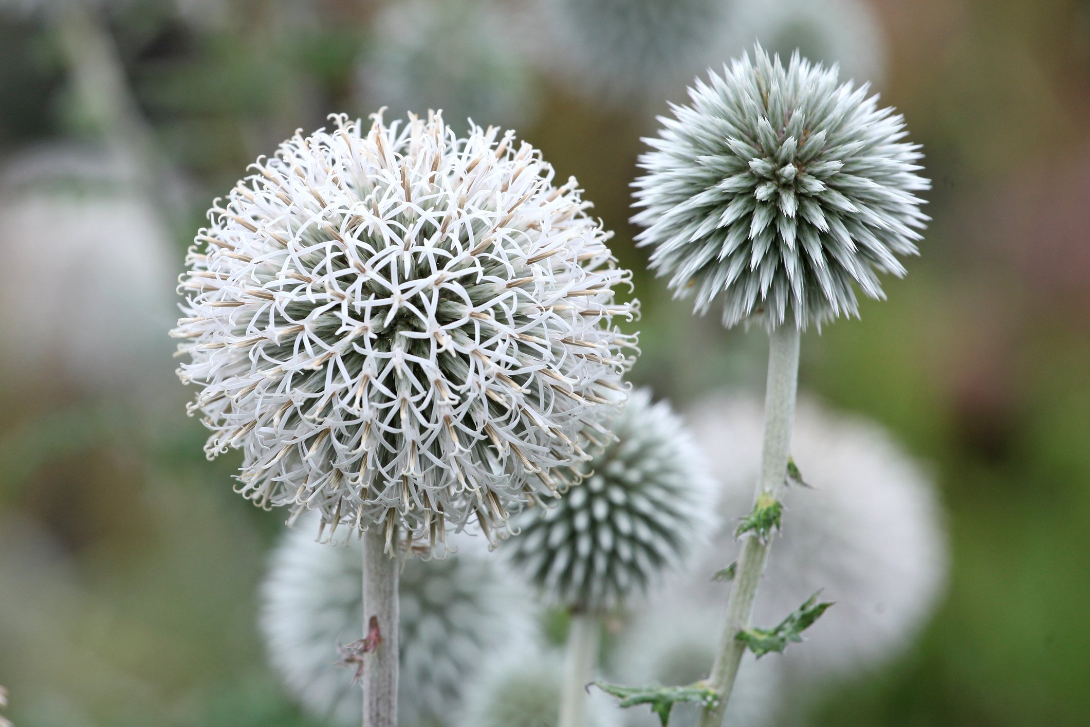 Echinops bannaticus 'Star Frost' 