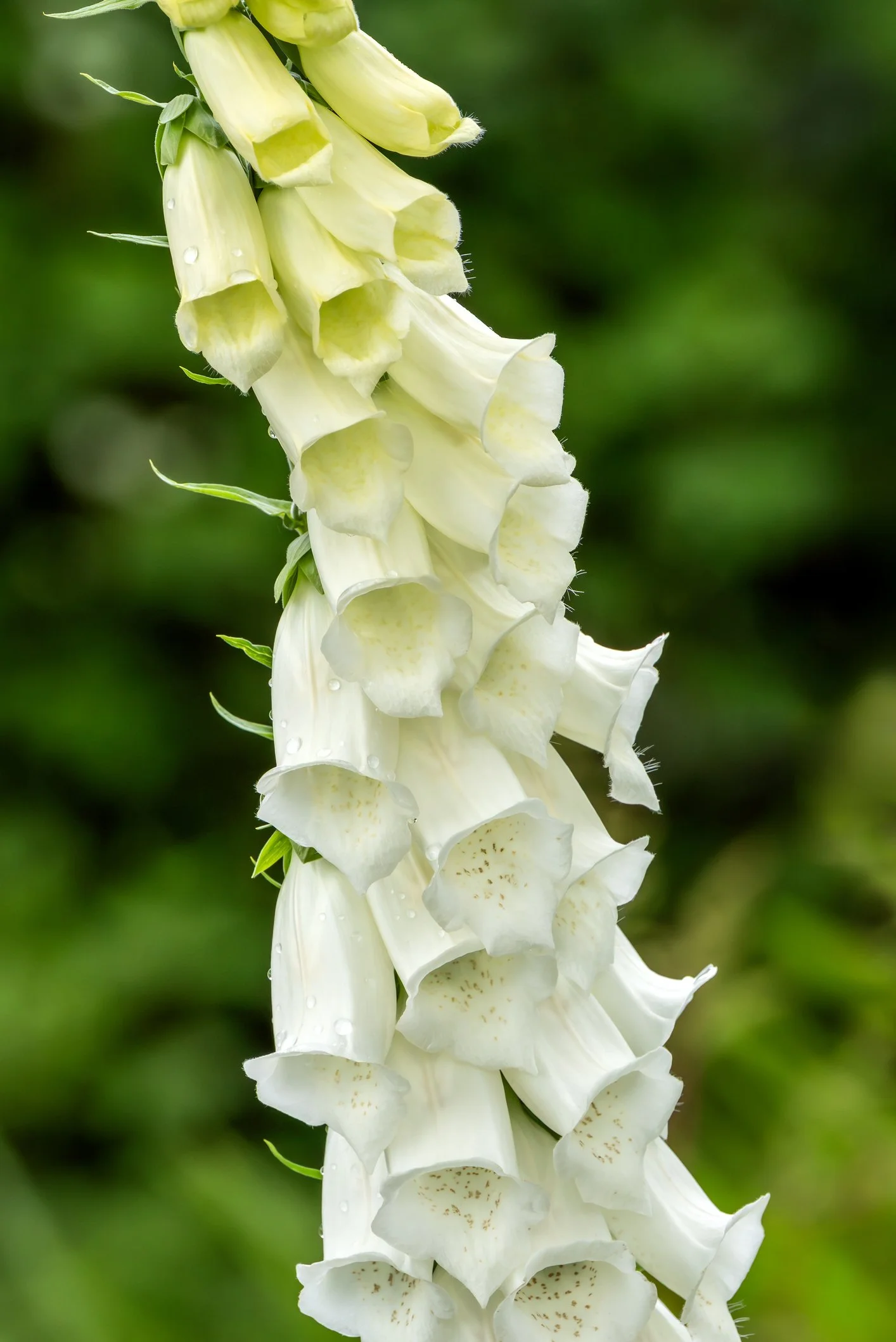 Digitalis purpurea f. albiflora