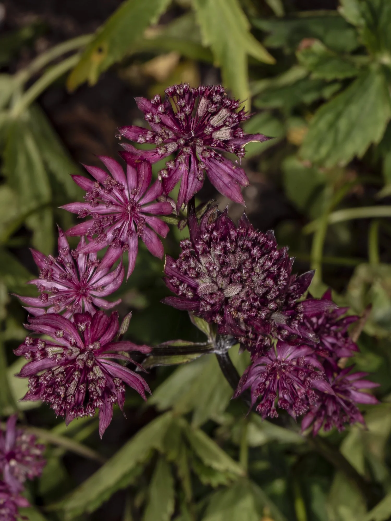 Astrantia major 'Ruby Glow'