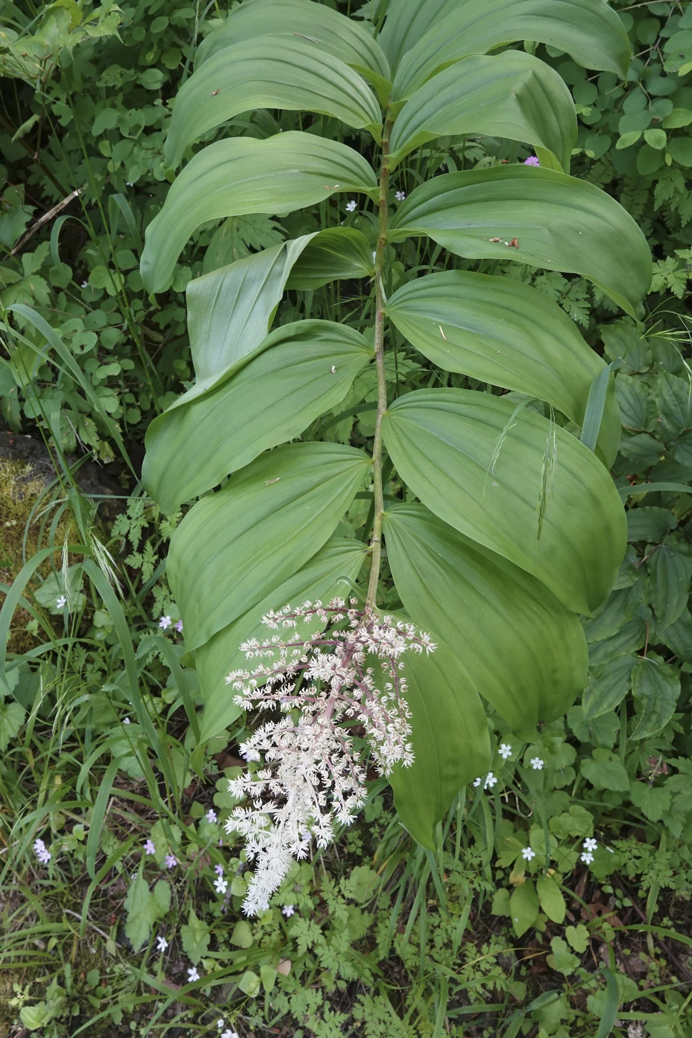 Maianthemum racemosum