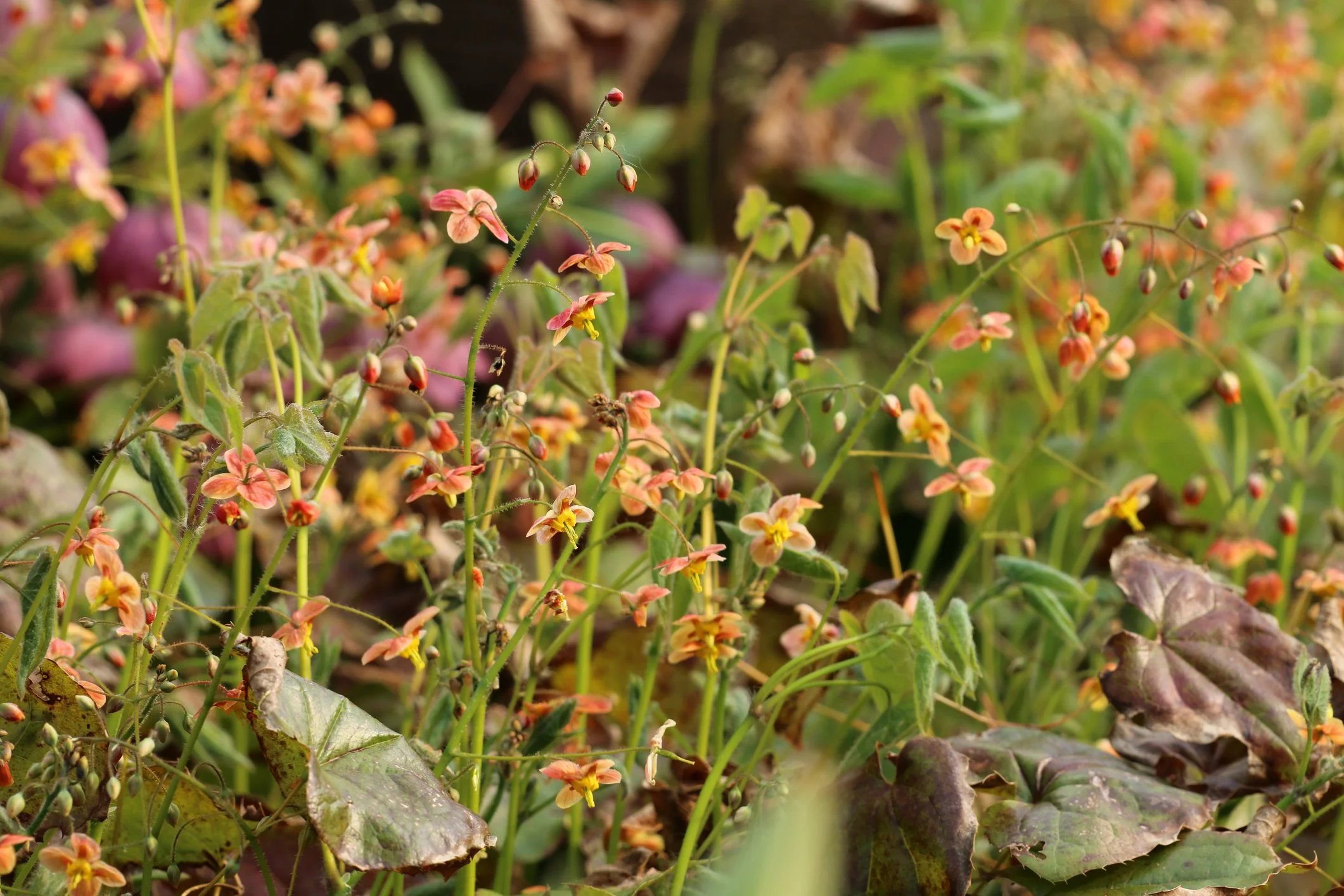 Epimedium wushanense 'Caramel'