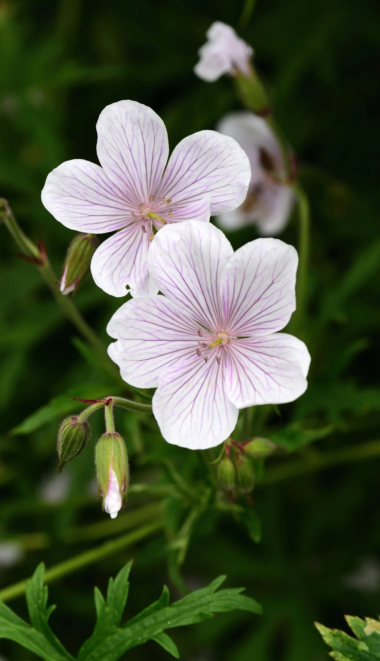 Geranium 'Coombland White'