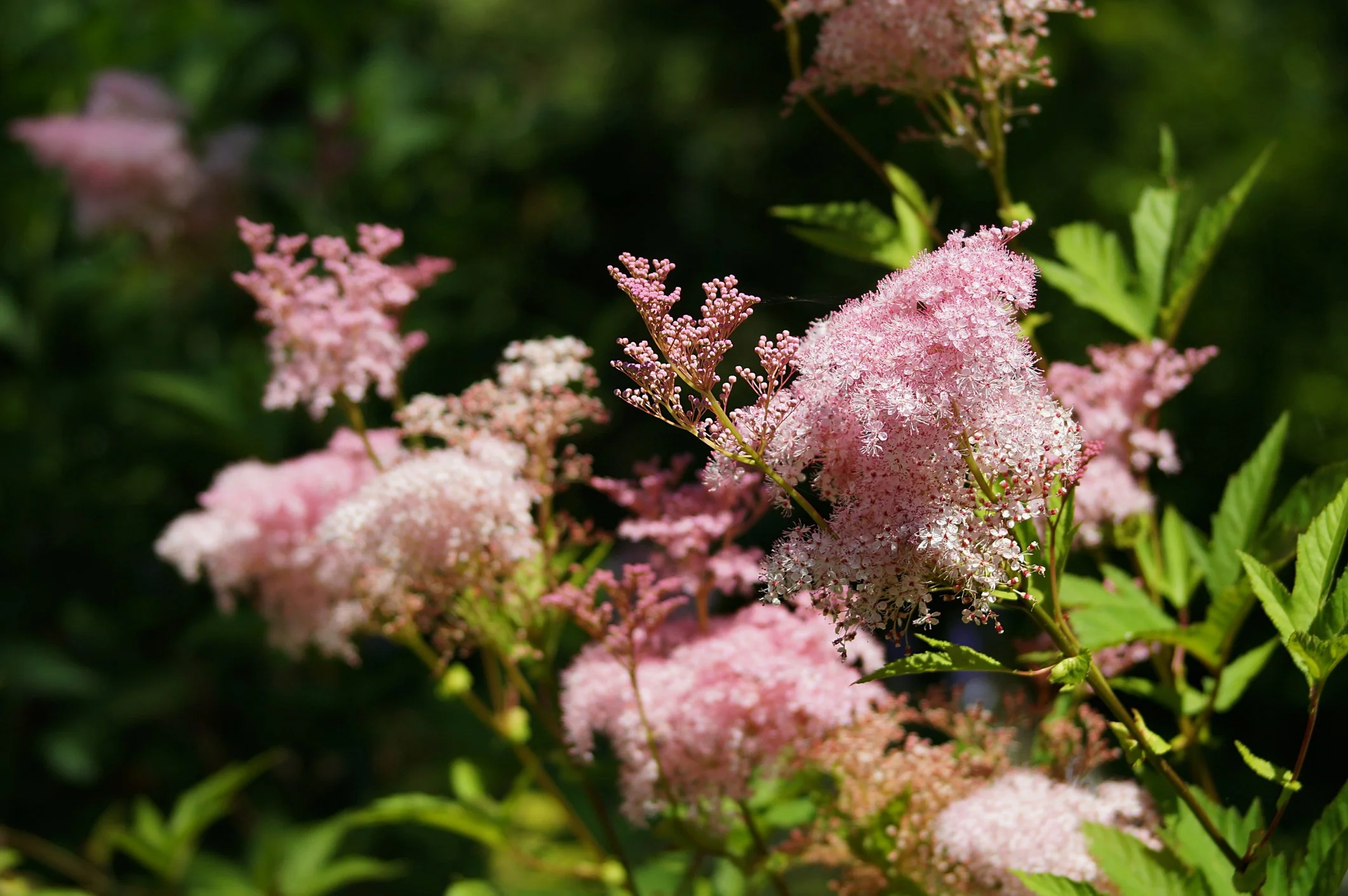 Filipendula rubra 'Venusta'