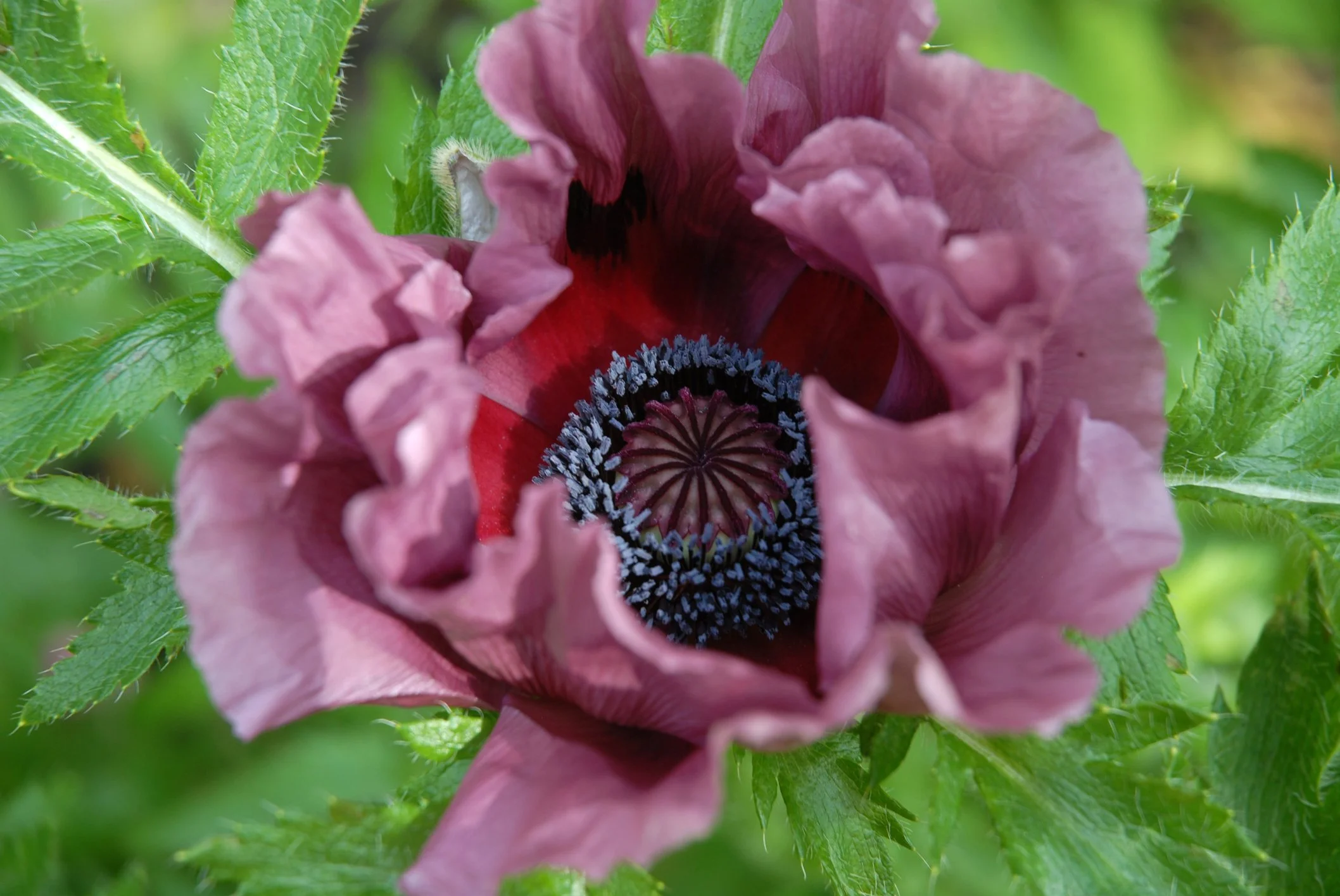 Papaver (Oriental Group) 'Patty's Plum'