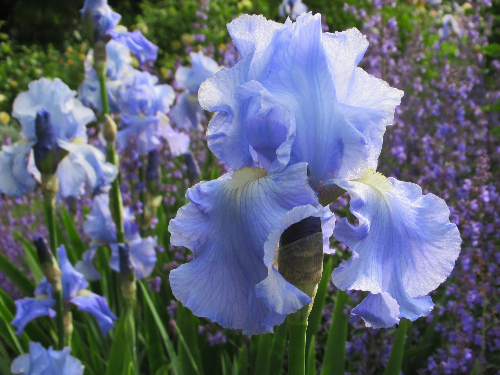 Iris 'Sapphire Hills' 