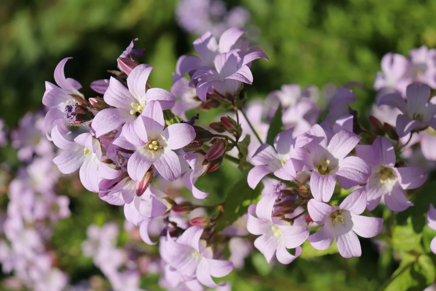 Campanula lactiflora 'Loddon Anna'
