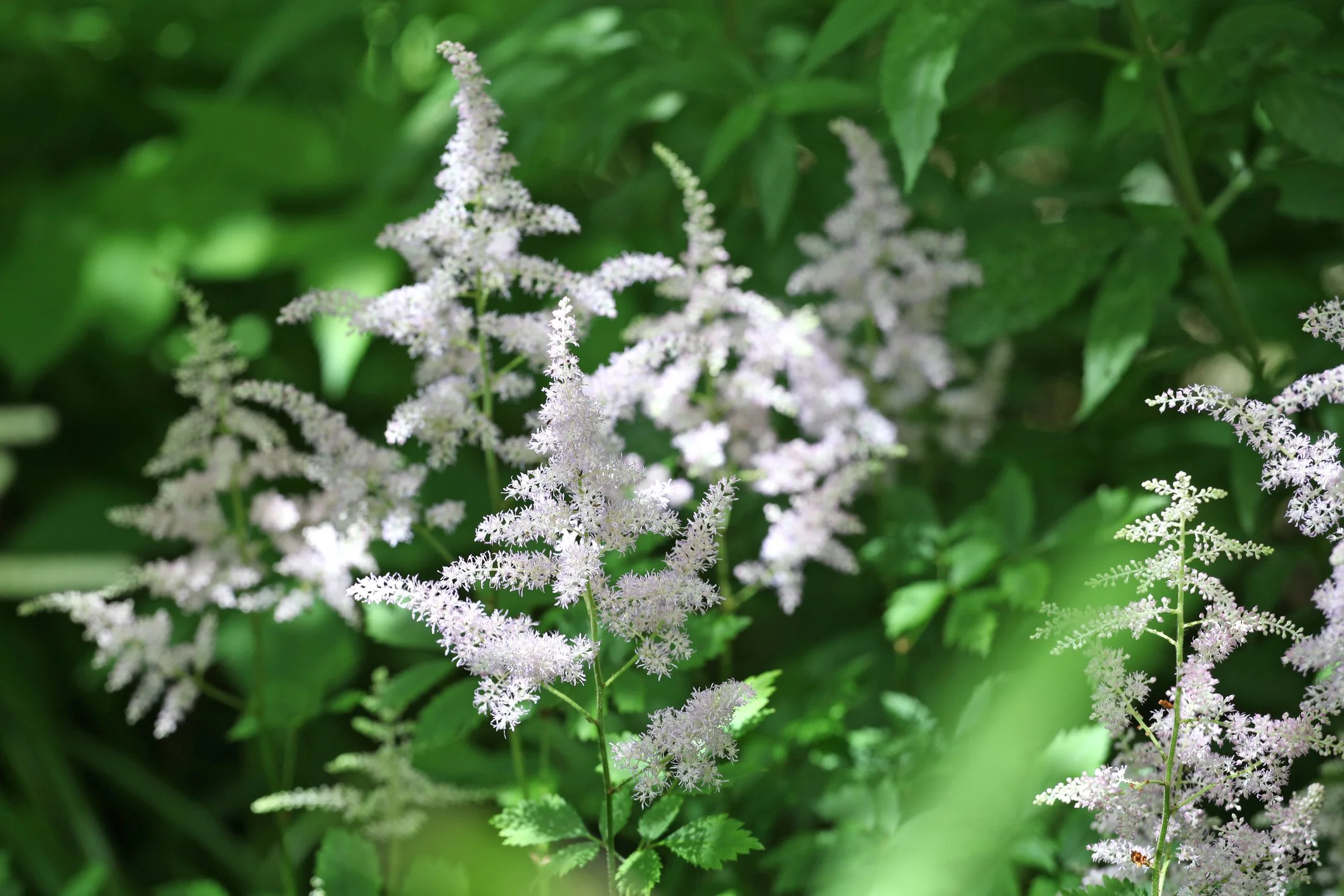 Astilbe chinensis 'Vision in White'